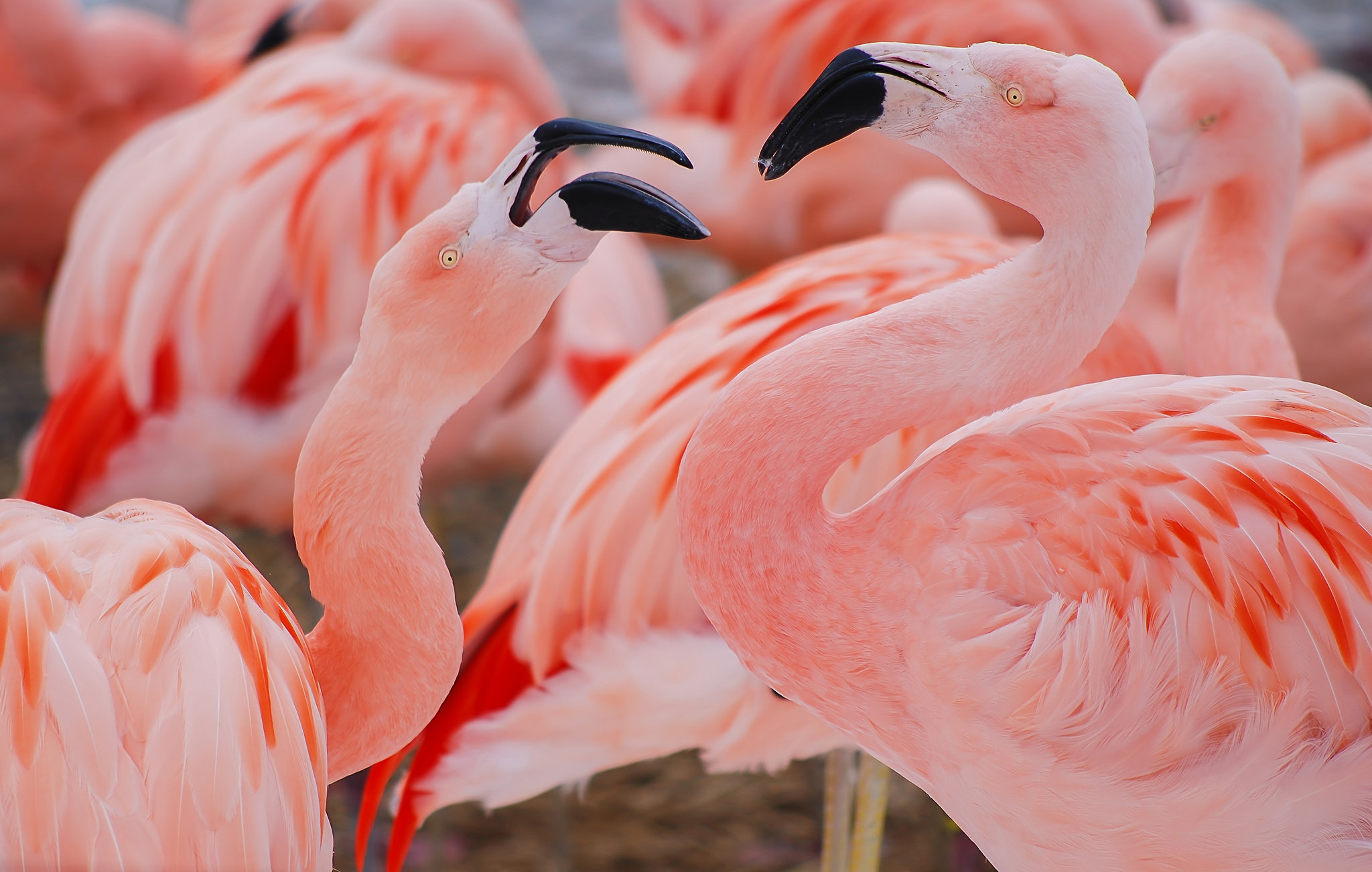 414630 Hintergrundbild herunterladen tiere, flamingo, schnabel, vogel, vögel - Bildschirmschoner und Bilder kostenlos