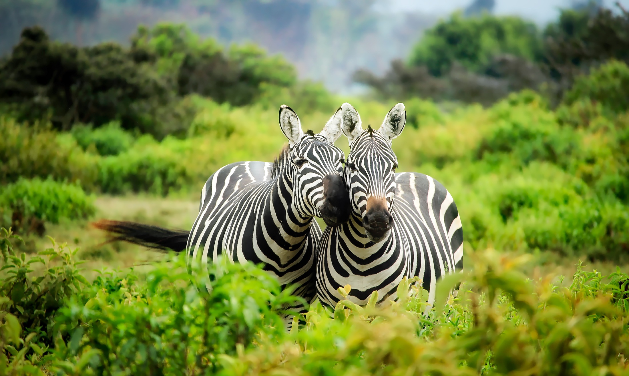 Baixar papel de parede para celular de Animais, Zebra, África gratuito.
