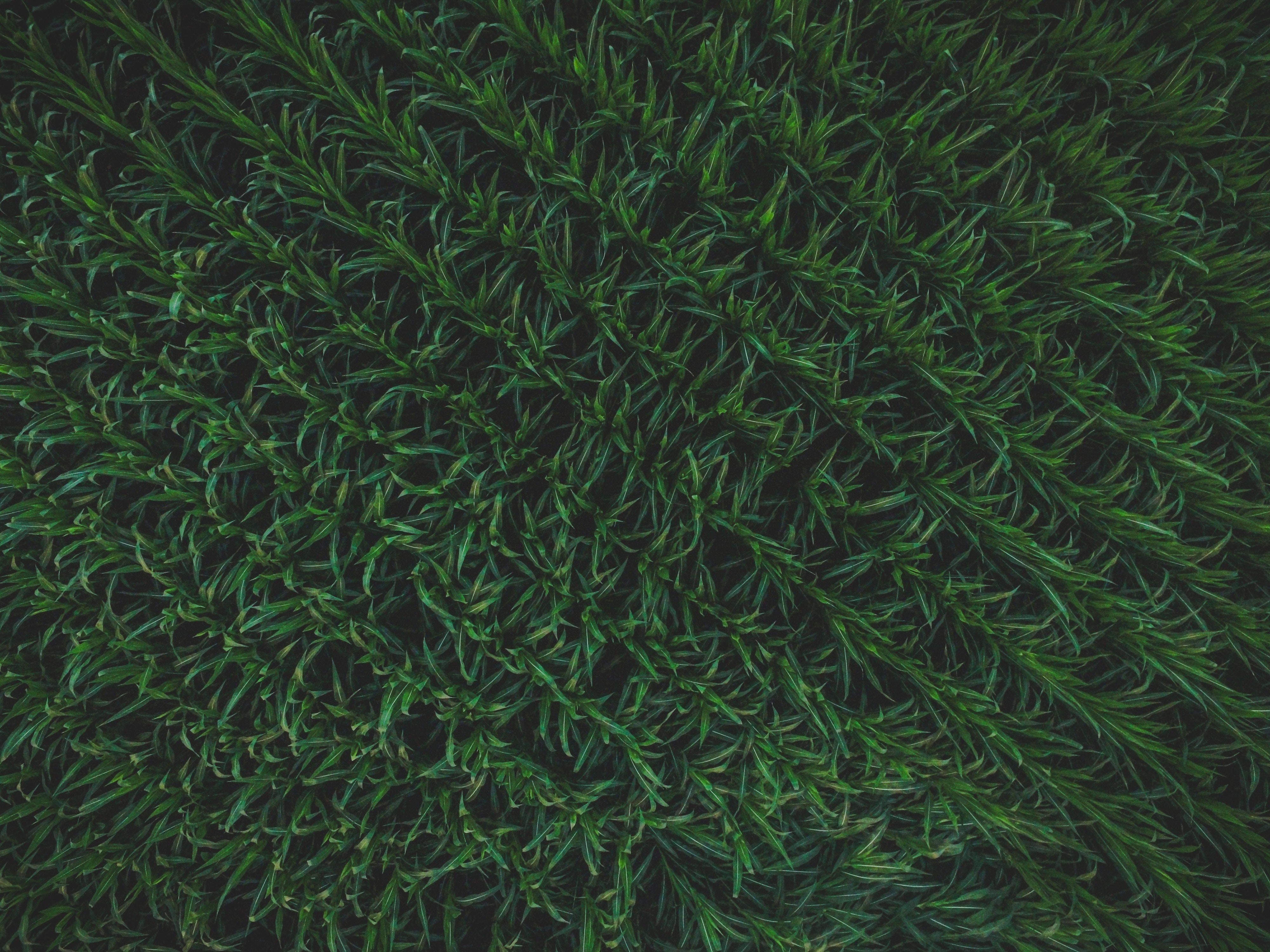 Download mobile wallpaper Grass, Surface, Nature, Background for free.