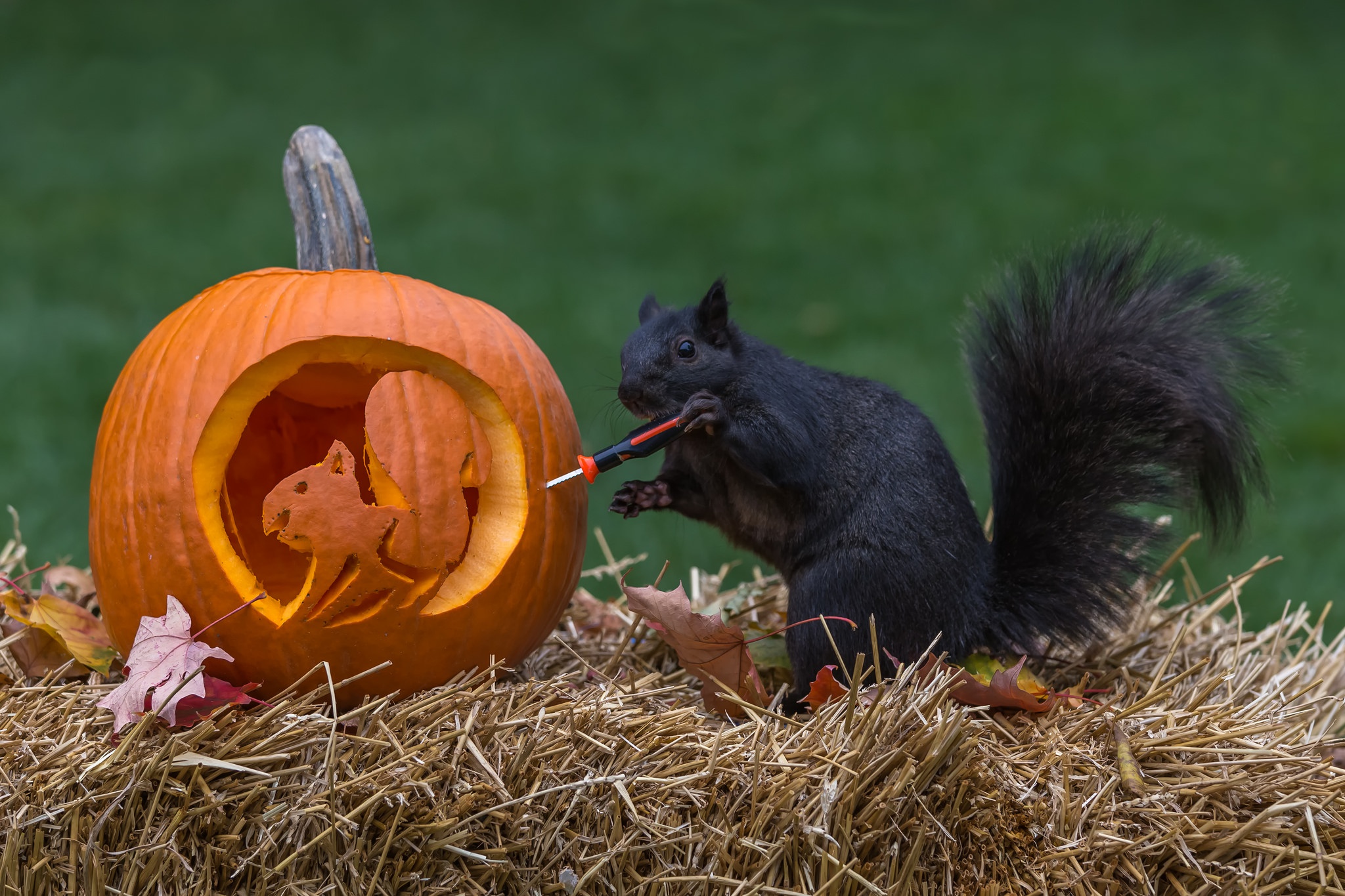 Download mobile wallpaper Squirrel, Pumpkin, Animal, Rodent, Humor for free.