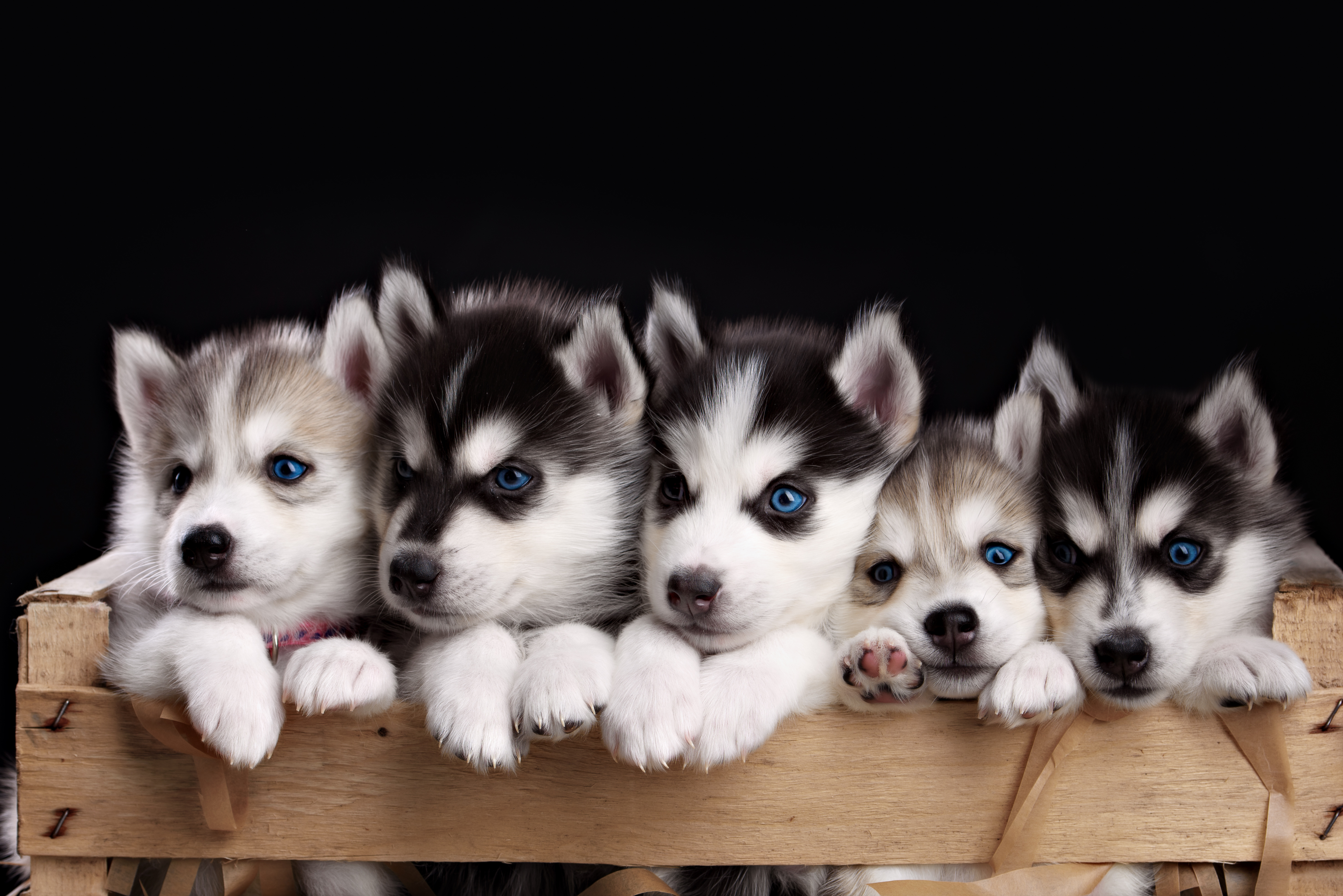 376750壁紙のダウンロード動物, ハスキー, 青い目, 可愛い, 犬, 子犬-スクリーンセーバーと写真を無料で