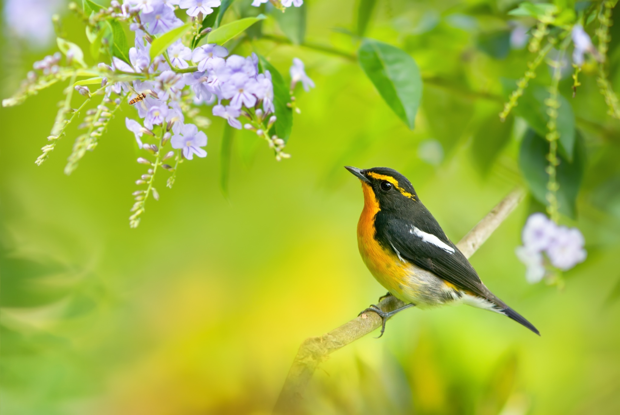 Baixe gratuitamente a imagem Ramo, Pássaro, Aves, Animais na área de trabalho do seu PC