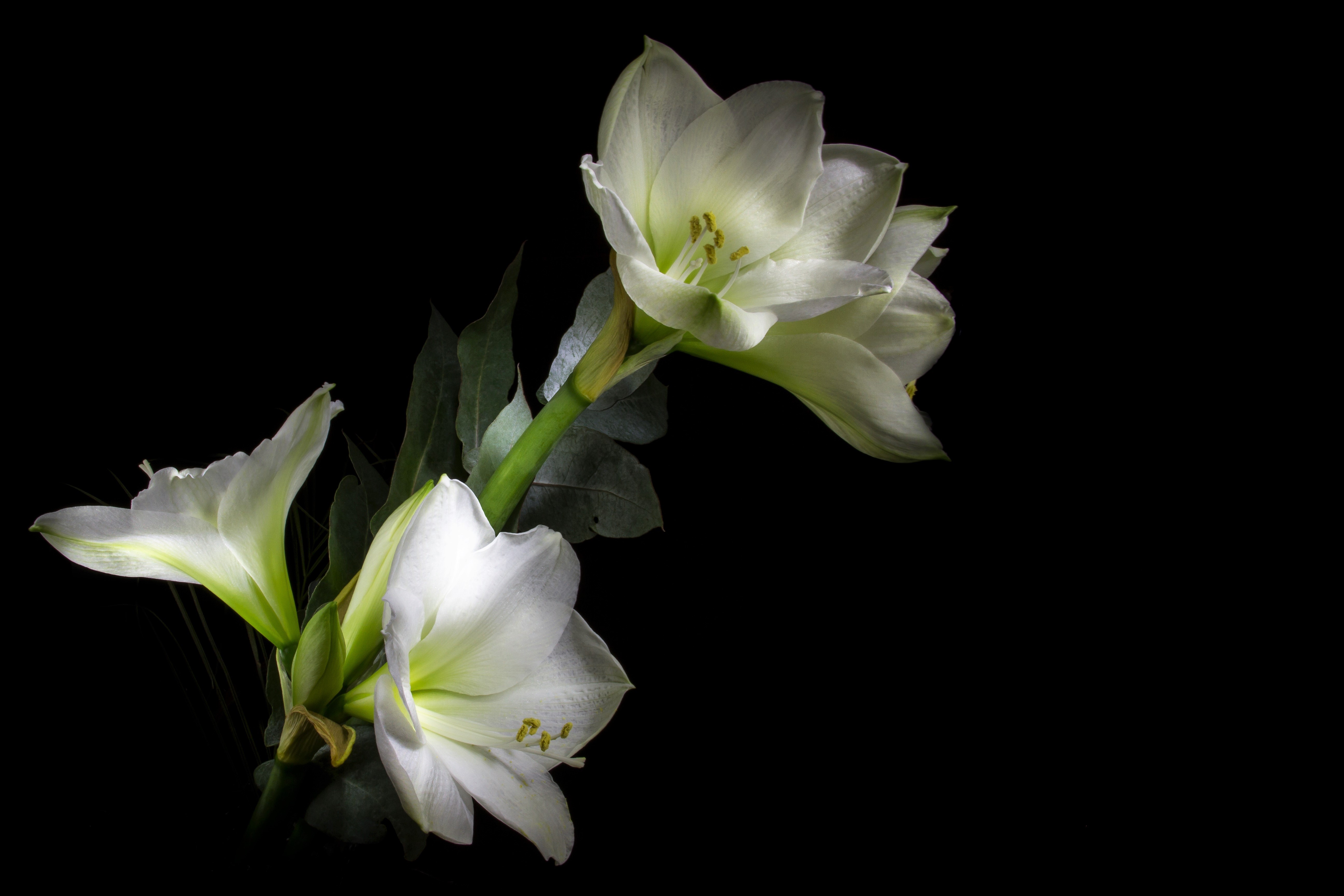 436944 télécharger le fond d'écran terre/nature, amaryllis, fleur, fleur blanche, fleurs - économiseurs d'écran et images gratuitement