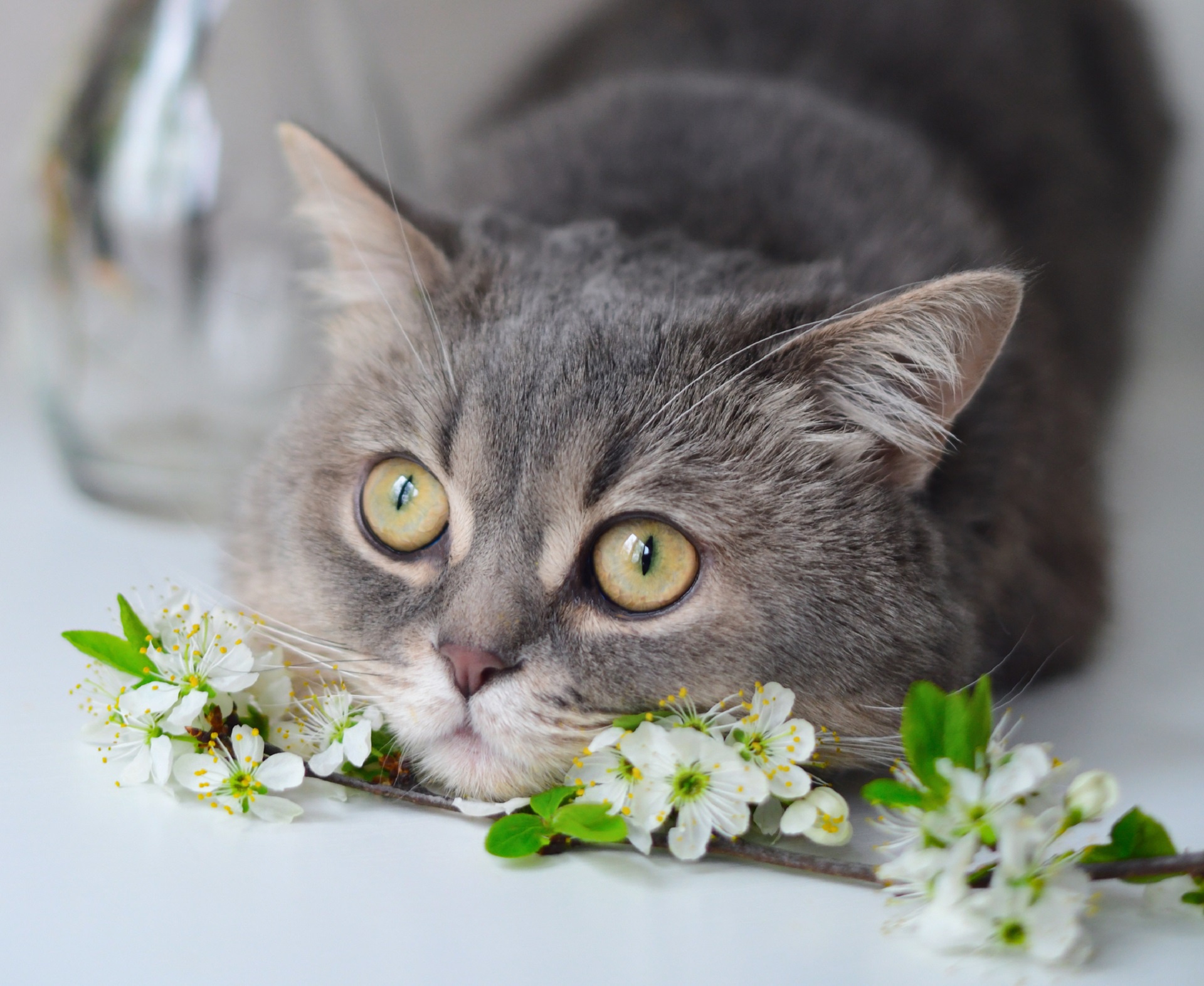 Baixe gratuitamente a imagem Gato, Gatos, Animais na área de trabalho do seu PC