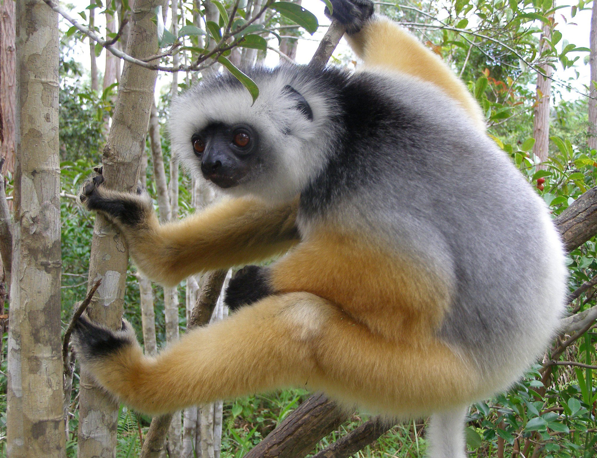 318446 Bild herunterladen tiere, affen, lemur - Hintergrundbilder und Bildschirmschoner kostenlos