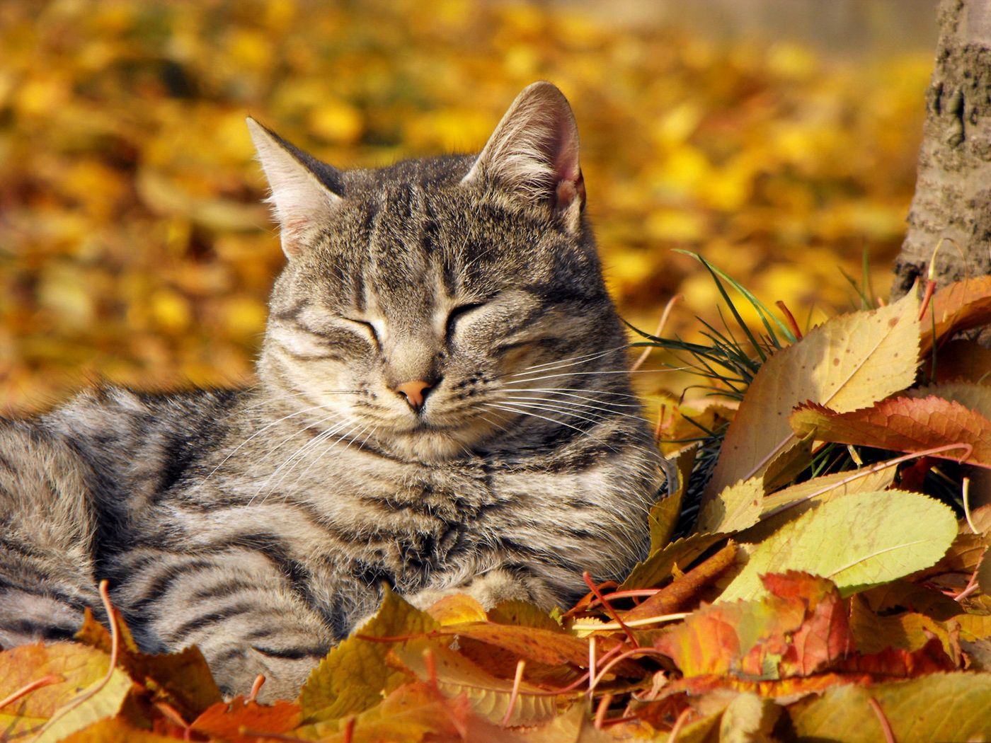 76159 скачать картинку осень, дремать, животные, листья, кот, морда, сон - обои и заставки бесплатно