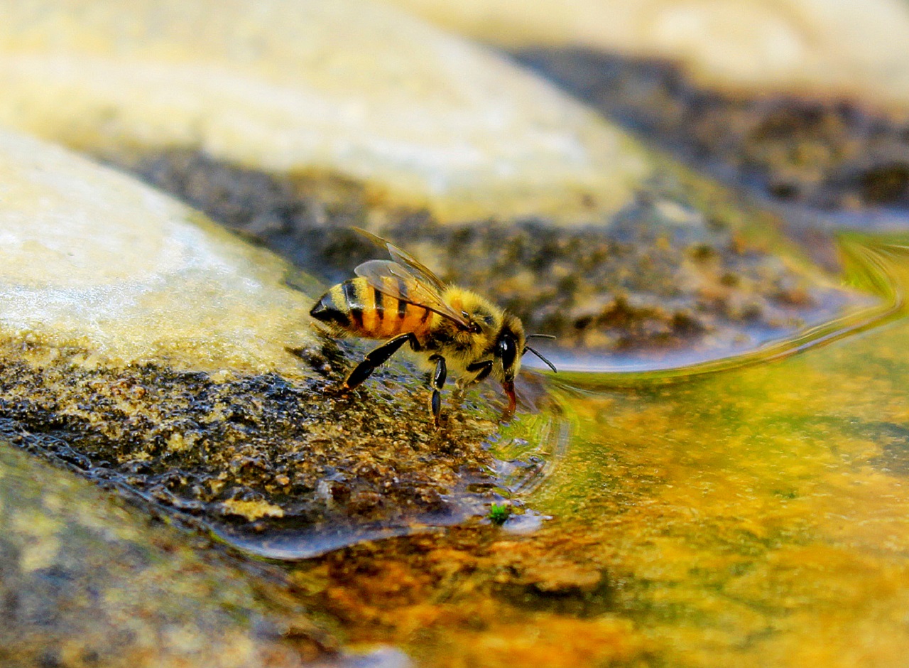 Téléchargez des papiers peints mobile Animaux, Abeille gratuitement.