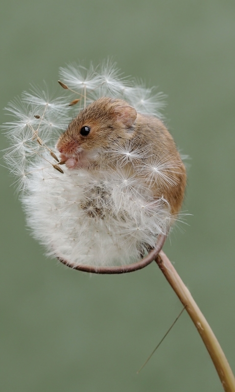 Download mobile wallpaper Close Up, Animal, Mouse, Rodent, Dandelion for free.