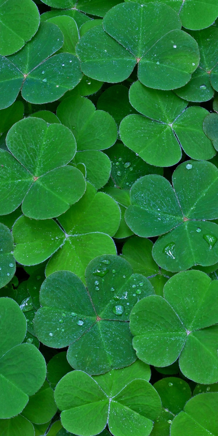 Download mobile wallpaper Plant, Leaf, Earth, Clover, Greenery for free.