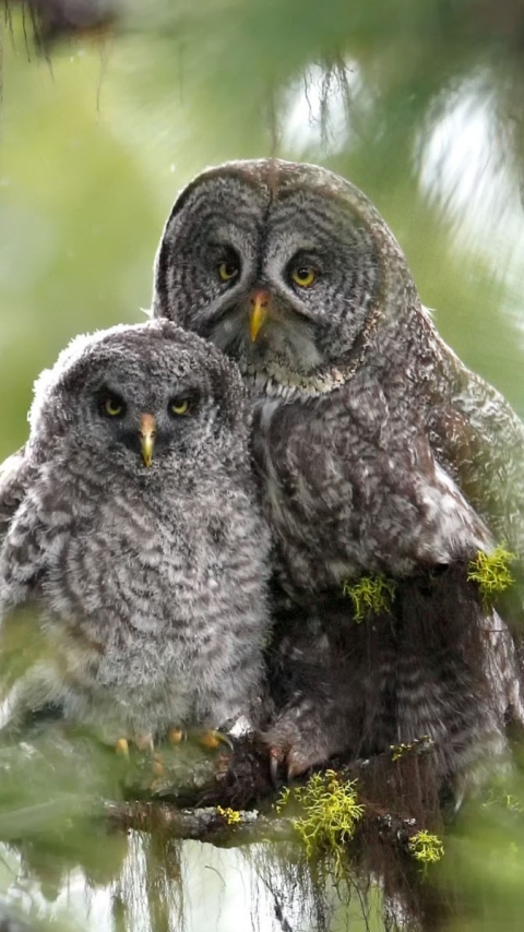 Download mobile wallpaper Birds, Owl, Animal for free.