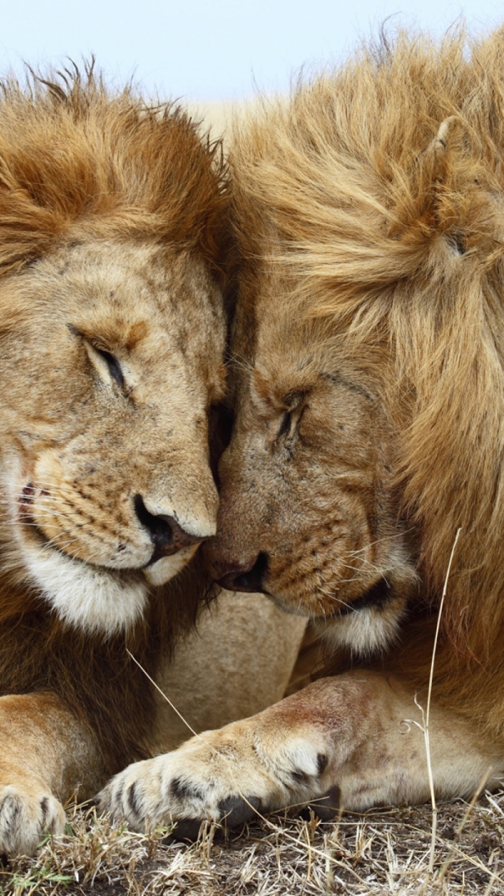 Download mobile wallpaper Cats, Lion, Animal for free.