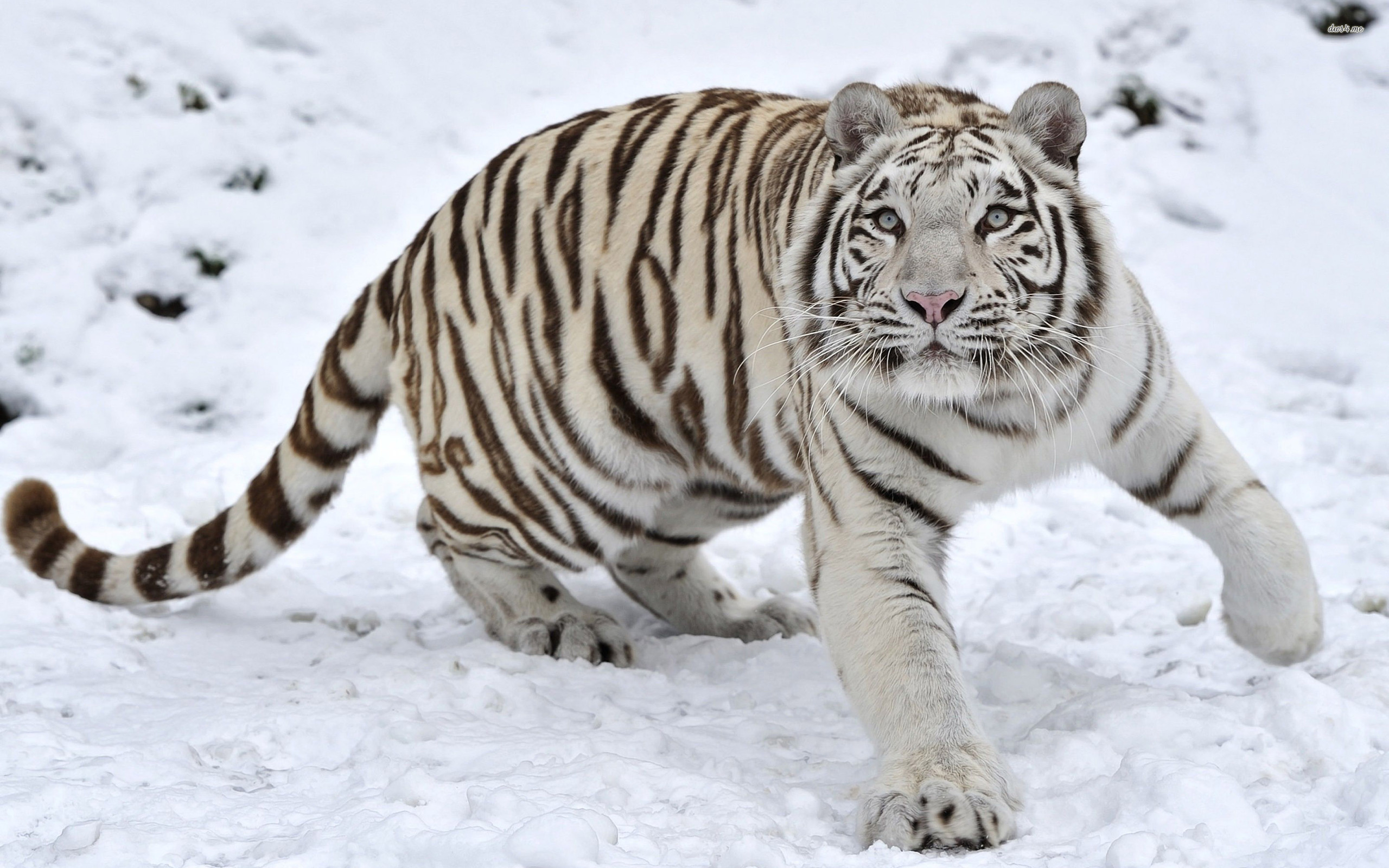 332640 Hintergrundbilder und Weißer Tiger Bilder auf dem Desktop. Laden Sie  Bildschirmschoner kostenlos auf den PC herunter