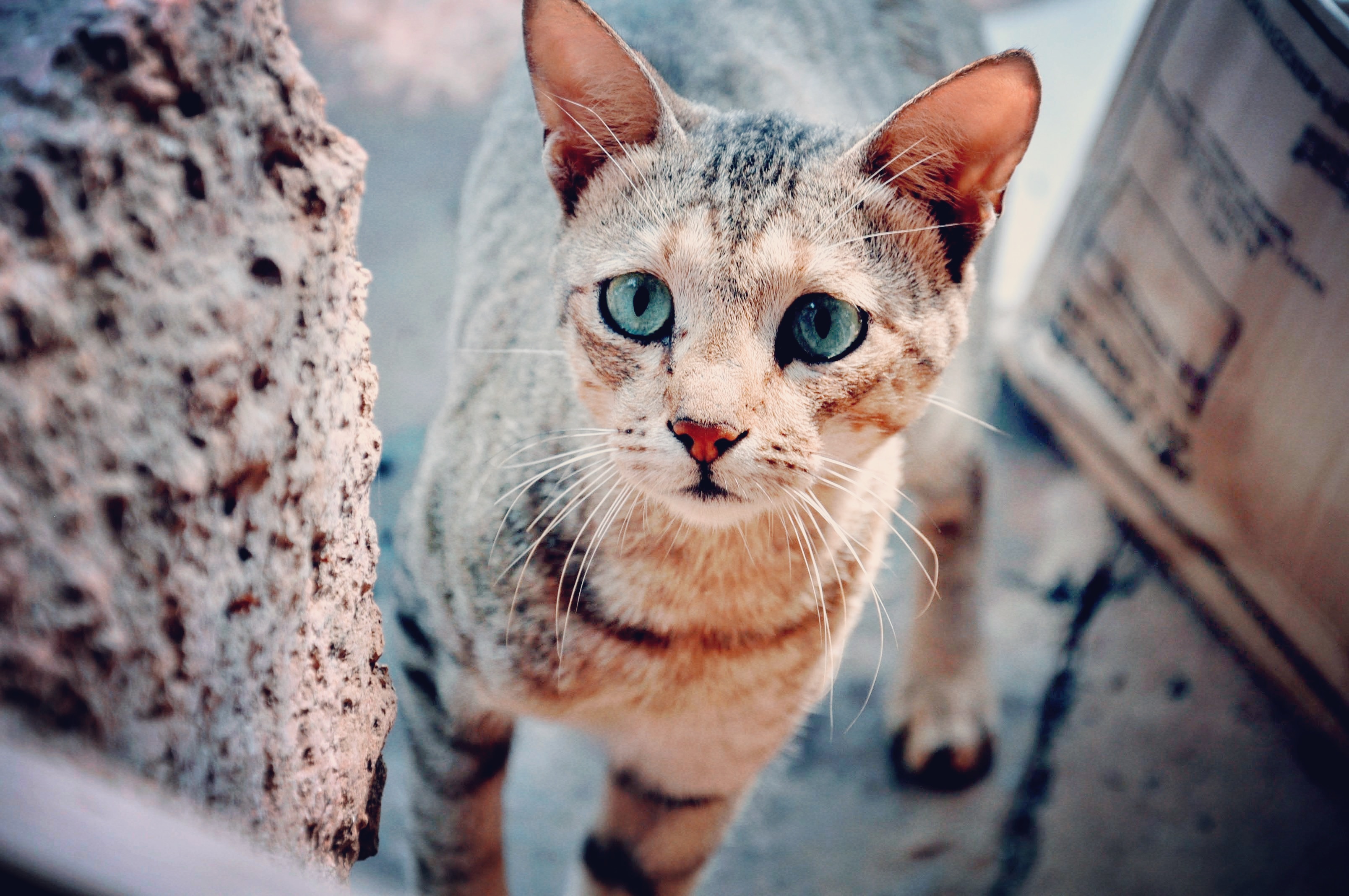 Handy-Wallpaper Tiere, Katzen, Katze kostenlos herunterladen.