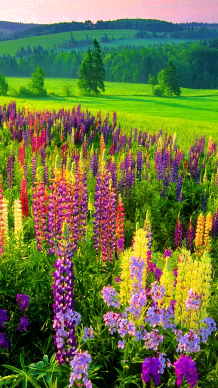 Download mobile wallpaper Flower, Tree, Earth, Field, Colors, Colorful, Spring, Meadow, Lupine, Purple Flower for free.
