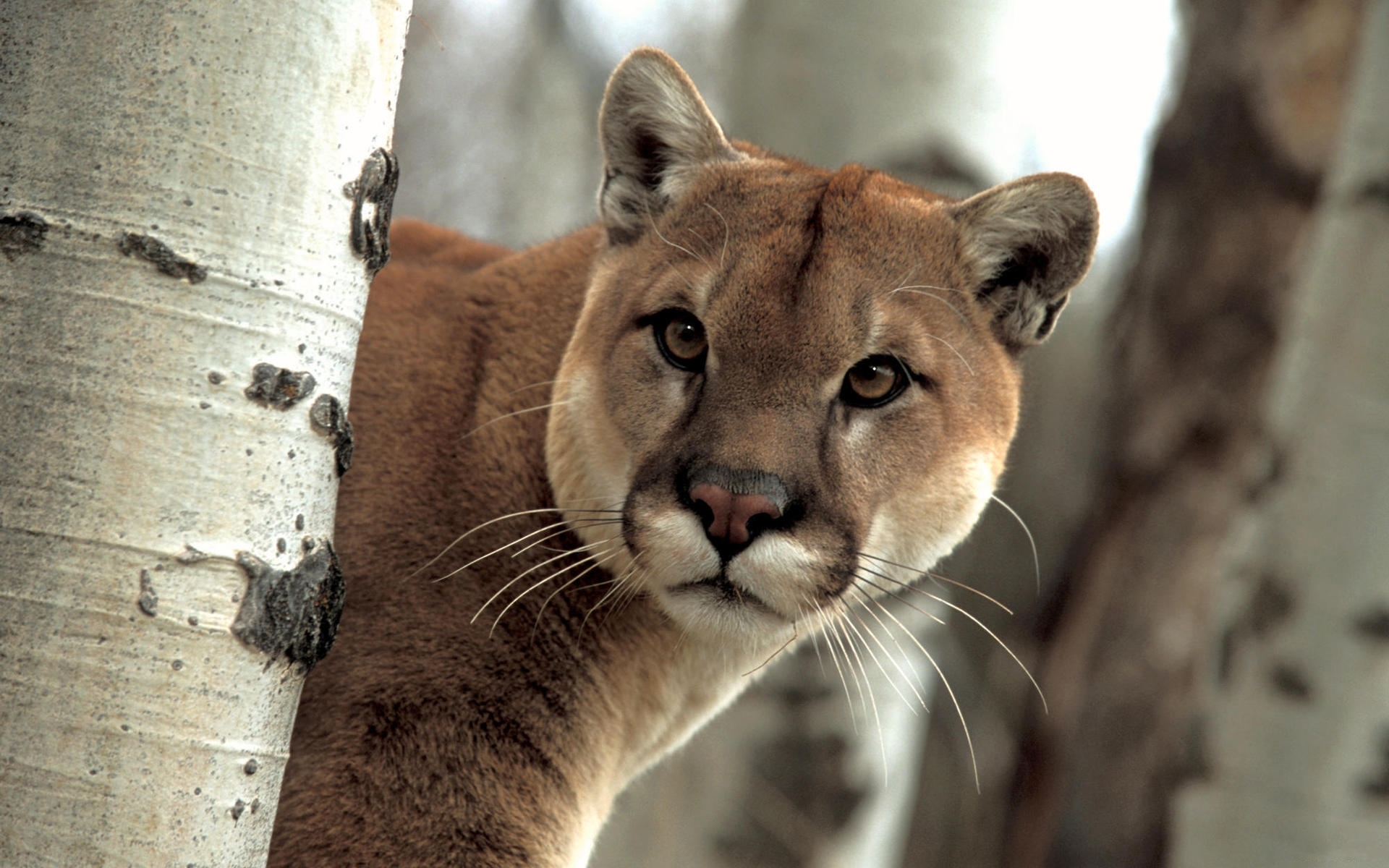 Handy-Wallpaper Puma, Tiere kostenlos herunterladen.