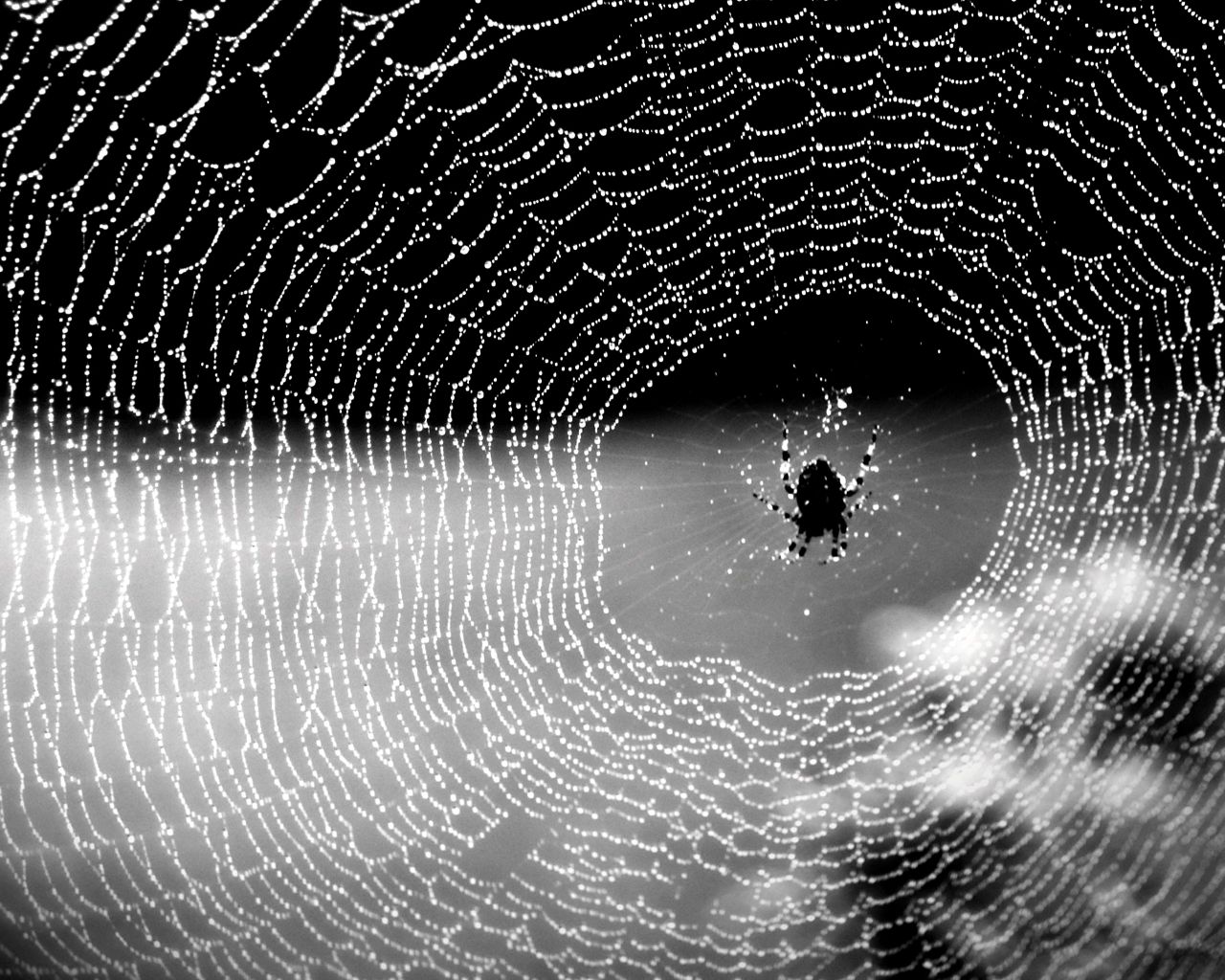 spider web, animal, spider