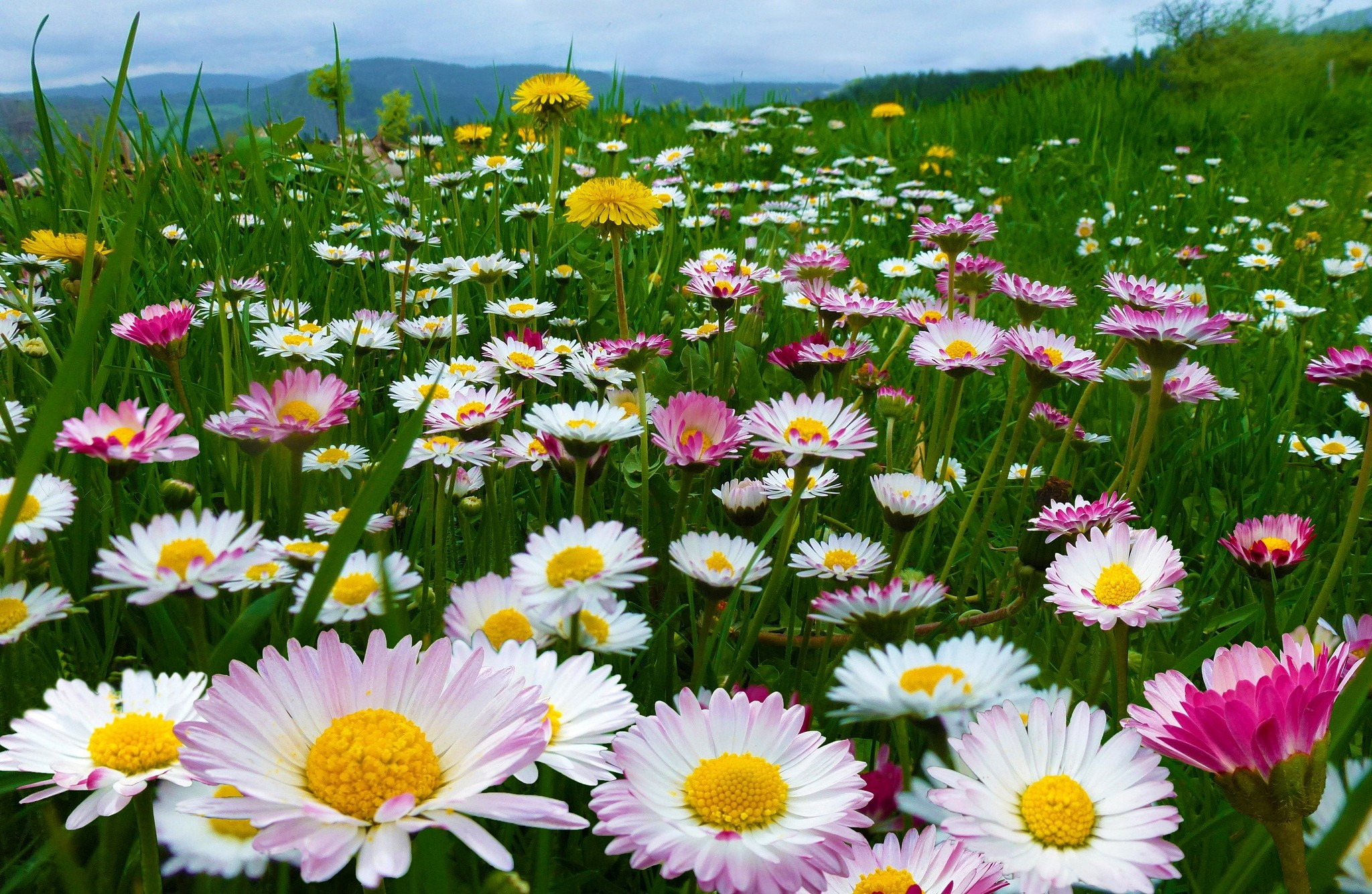 Handy-Wallpaper Blumen, Blume, Feld, Farben, Bunt, Gänseblümchen, Weiße Blume, Erde/natur kostenlos herunterladen.