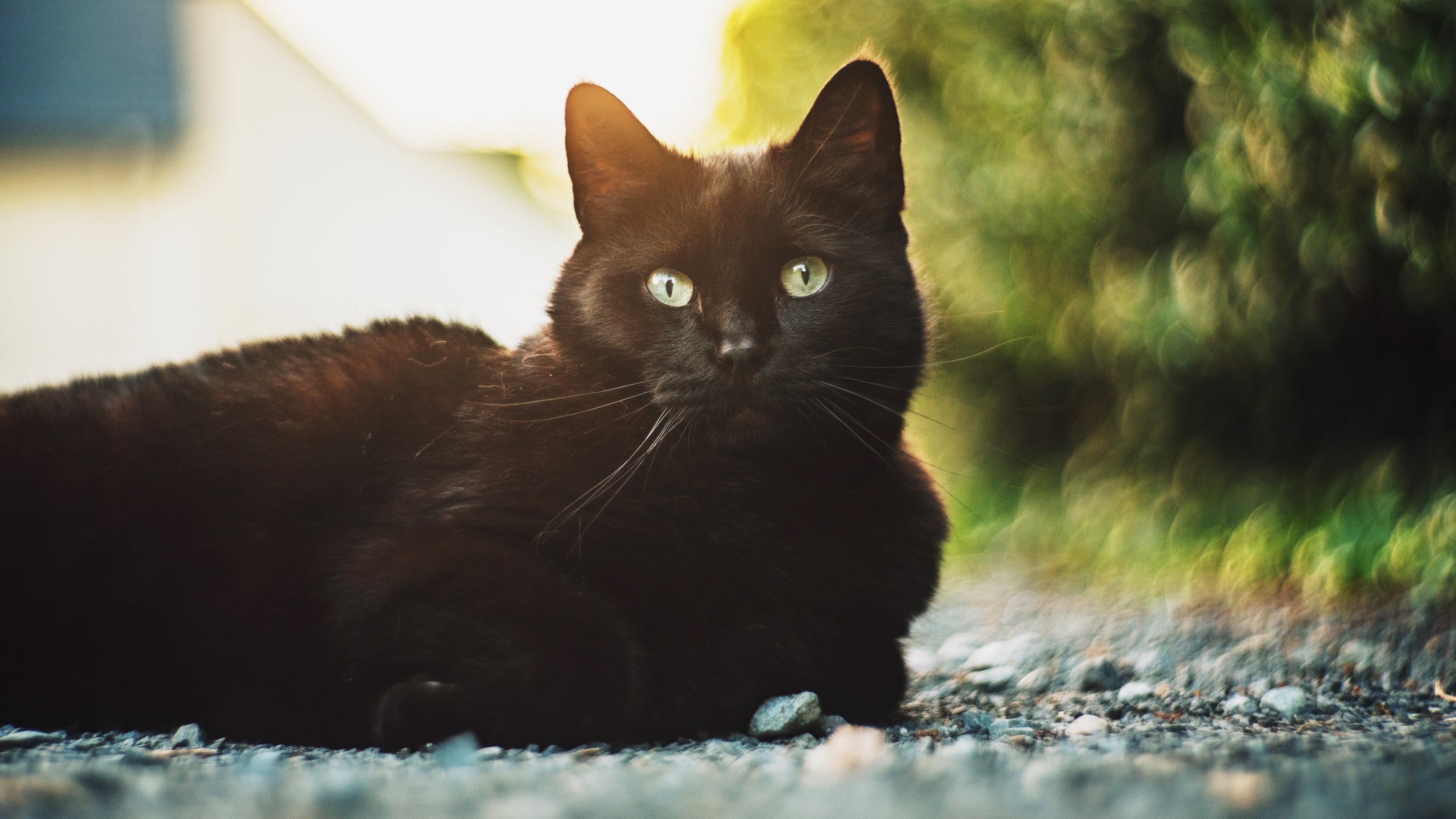 Handy-Wallpaper Tiere, Katzen, Katze kostenlos herunterladen.