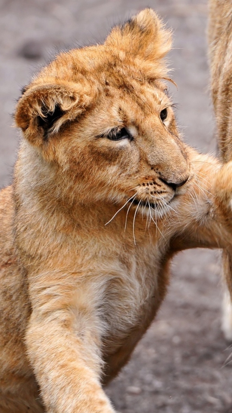 Téléchargez des papiers peints mobile Animaux, Chats, Chat, Lion, Lionceau gratuitement.