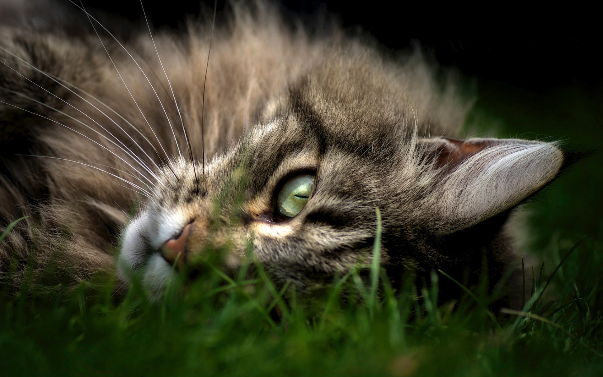 Handy-Wallpaper Tiere, Katze kostenlos herunterladen.