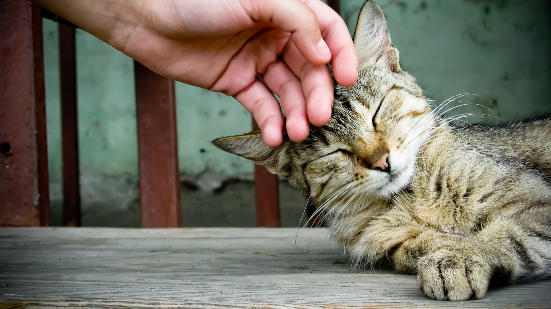 Téléchargez des papiers peints mobile Animaux, Chat gratuitement.