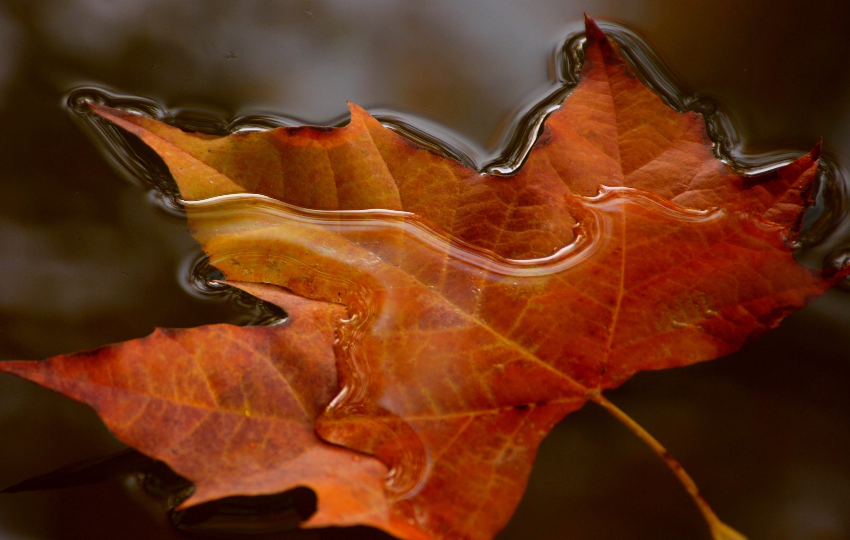 Download mobile wallpaper Nature, Water, Close Up, Leaf, Fall, Earth for free.