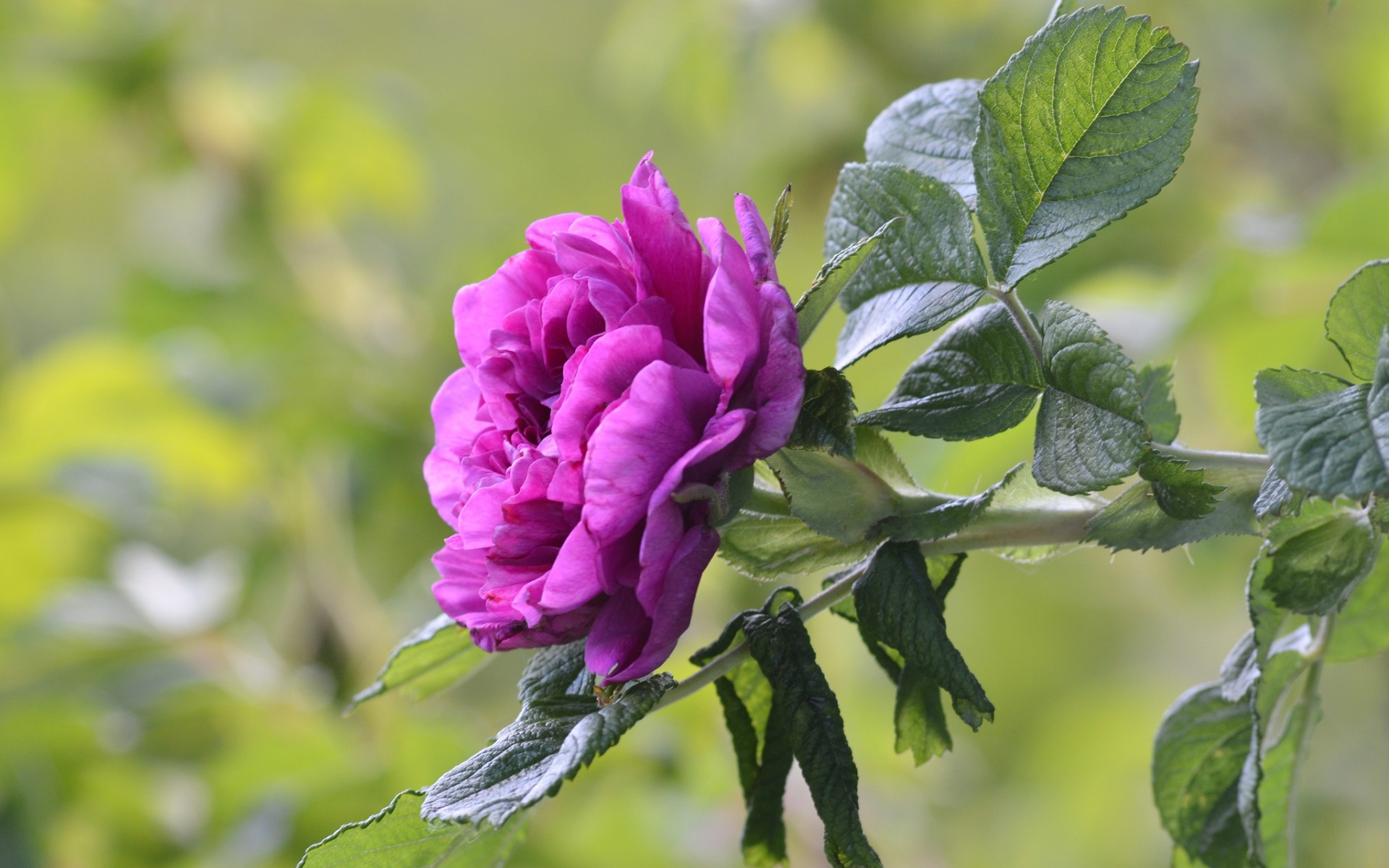 Téléchargez gratuitement l'image Fleurs, Rose, Terre/nature sur le bureau de votre PC