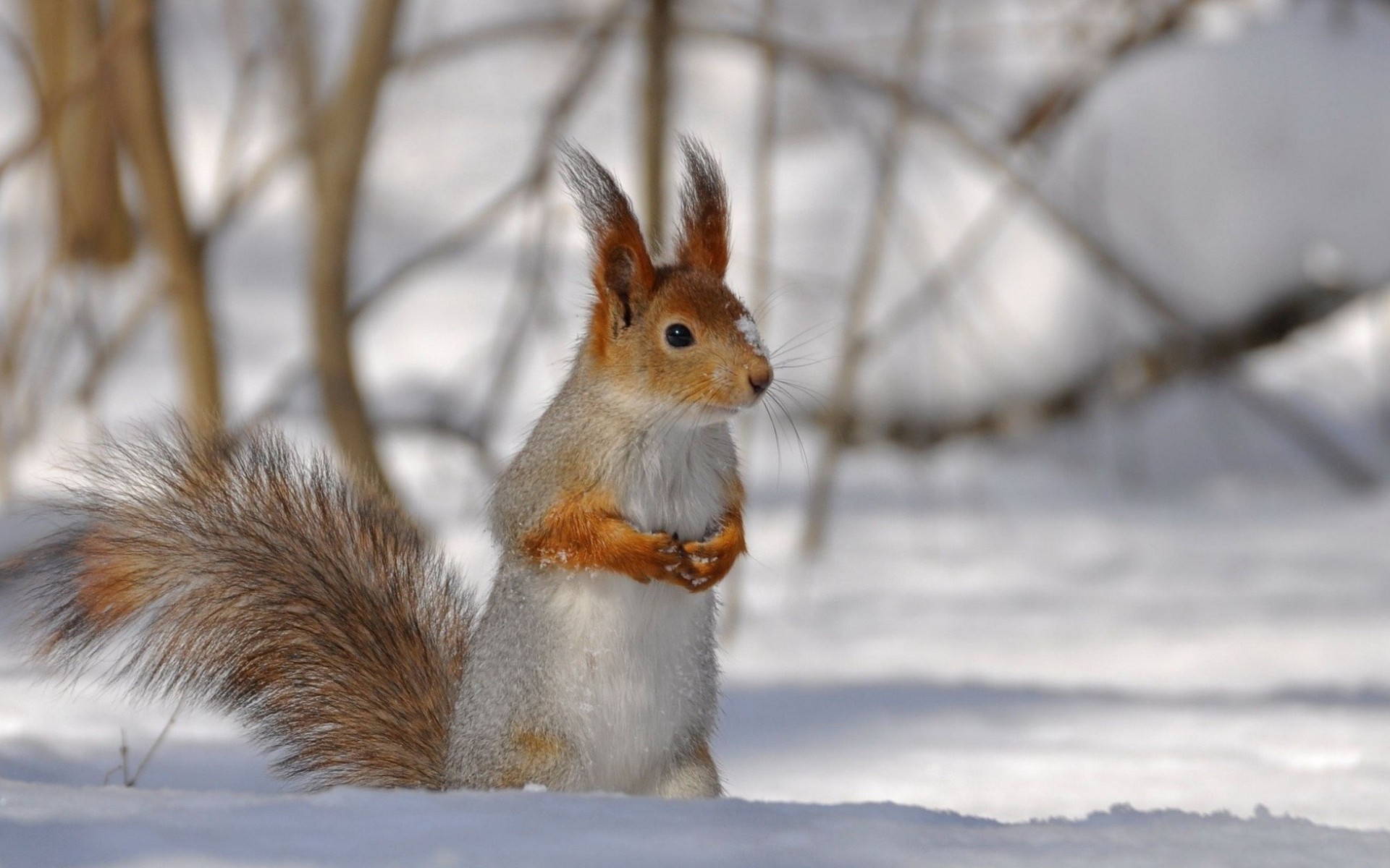 Download mobile wallpaper Winter, Squirrel, Animal for free.