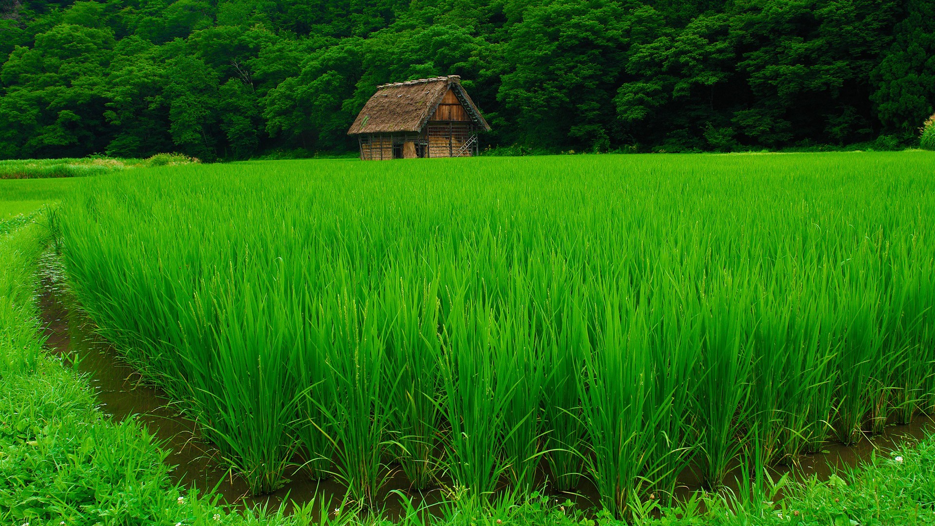 Handy-Wallpaper Feld, Erde/natur kostenlos herunterladen.