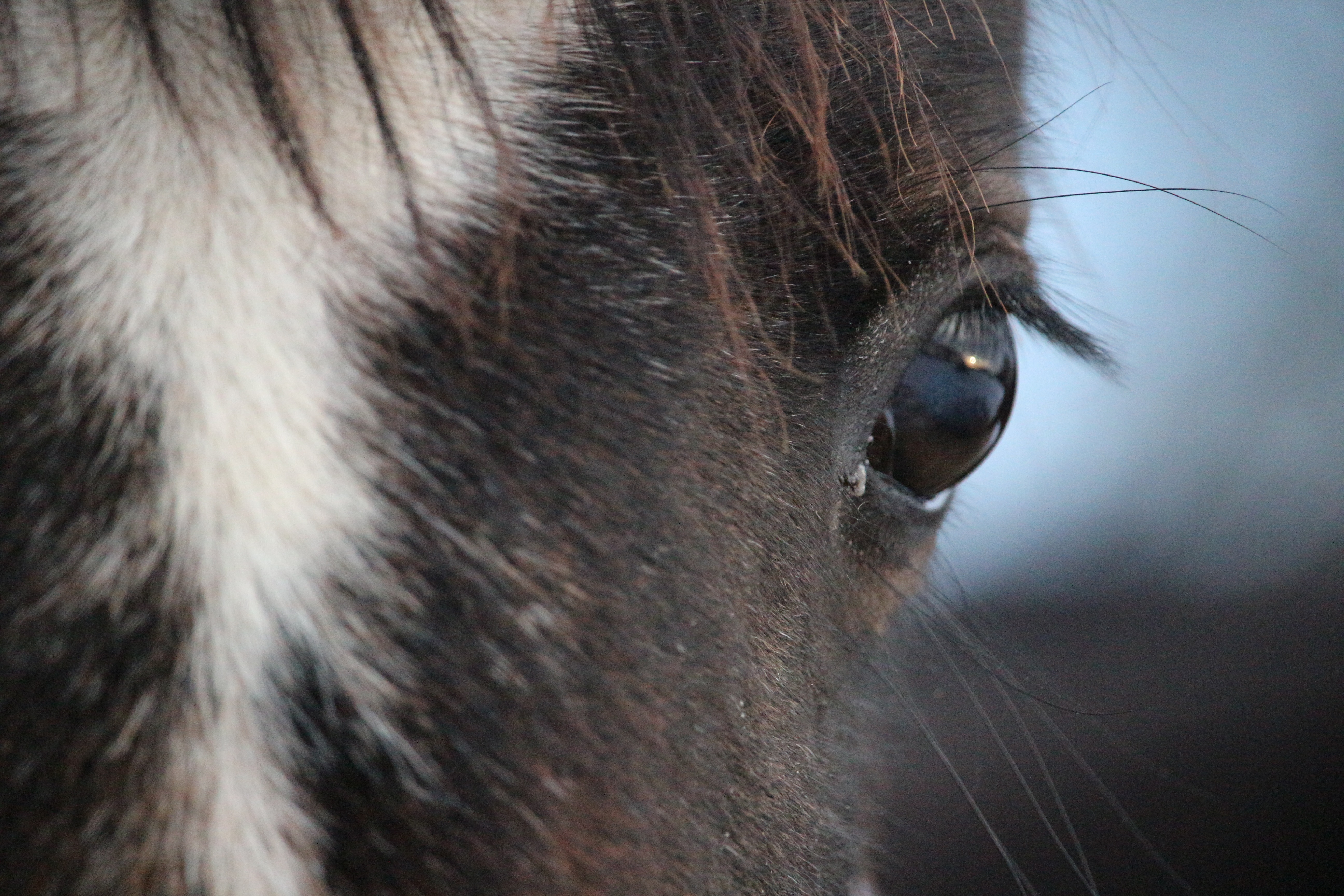 Download mobile wallpaper Close Up, Animal, Horse for free.
