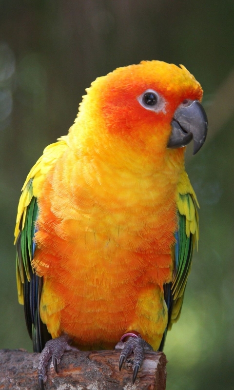 animal, sun parakeet, bird, parrot, birds