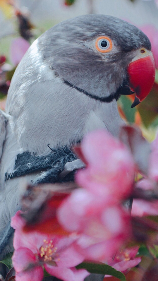 Download mobile wallpaper Birds, Bird, Animal, Parakeet, Parrot, Rose Ringed Parakeet for free.