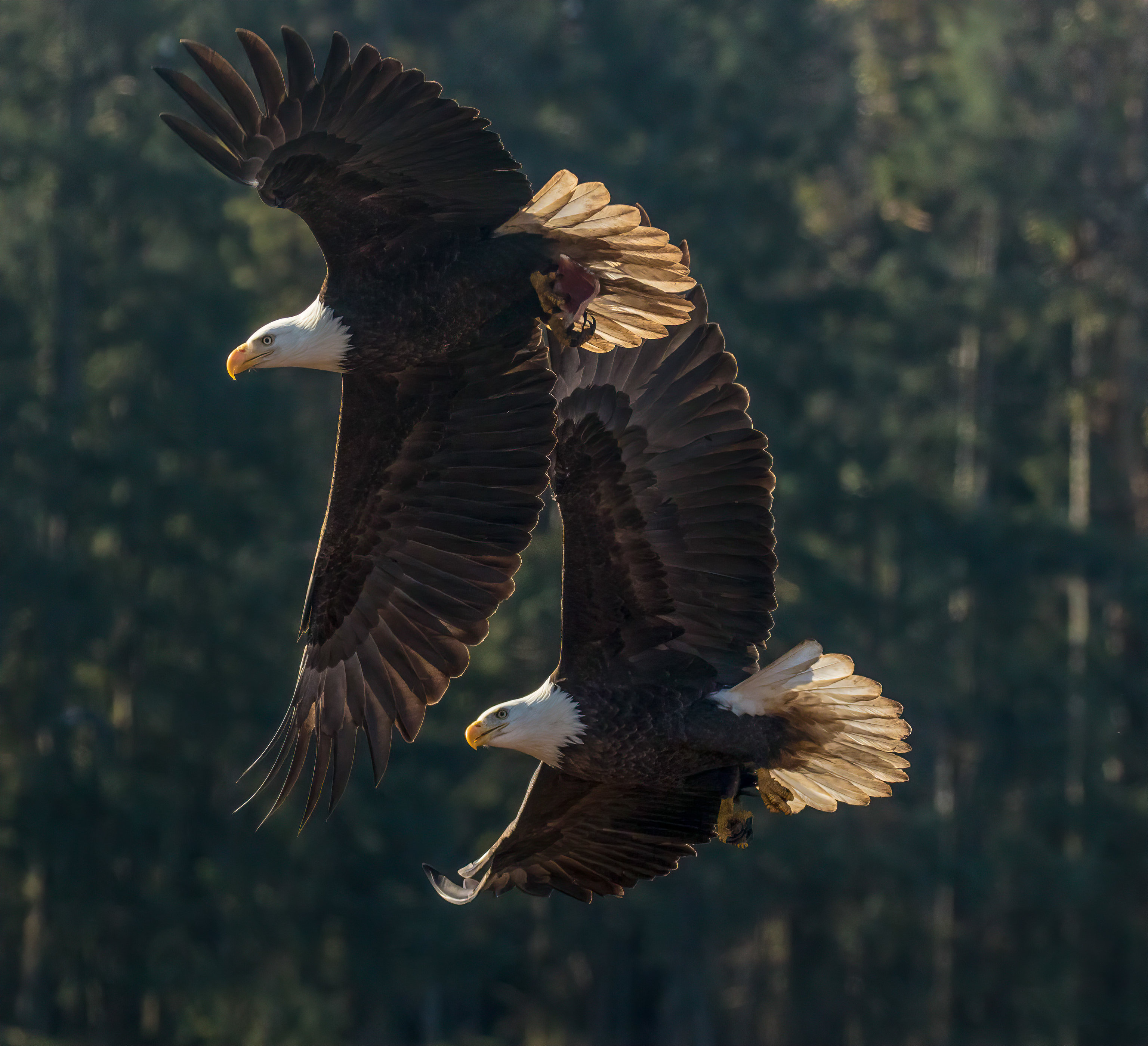 149687 descargar fondo de pantalla alas, águila, animales, birds, depredador, vuelo: protectores de pantalla e imágenes gratis