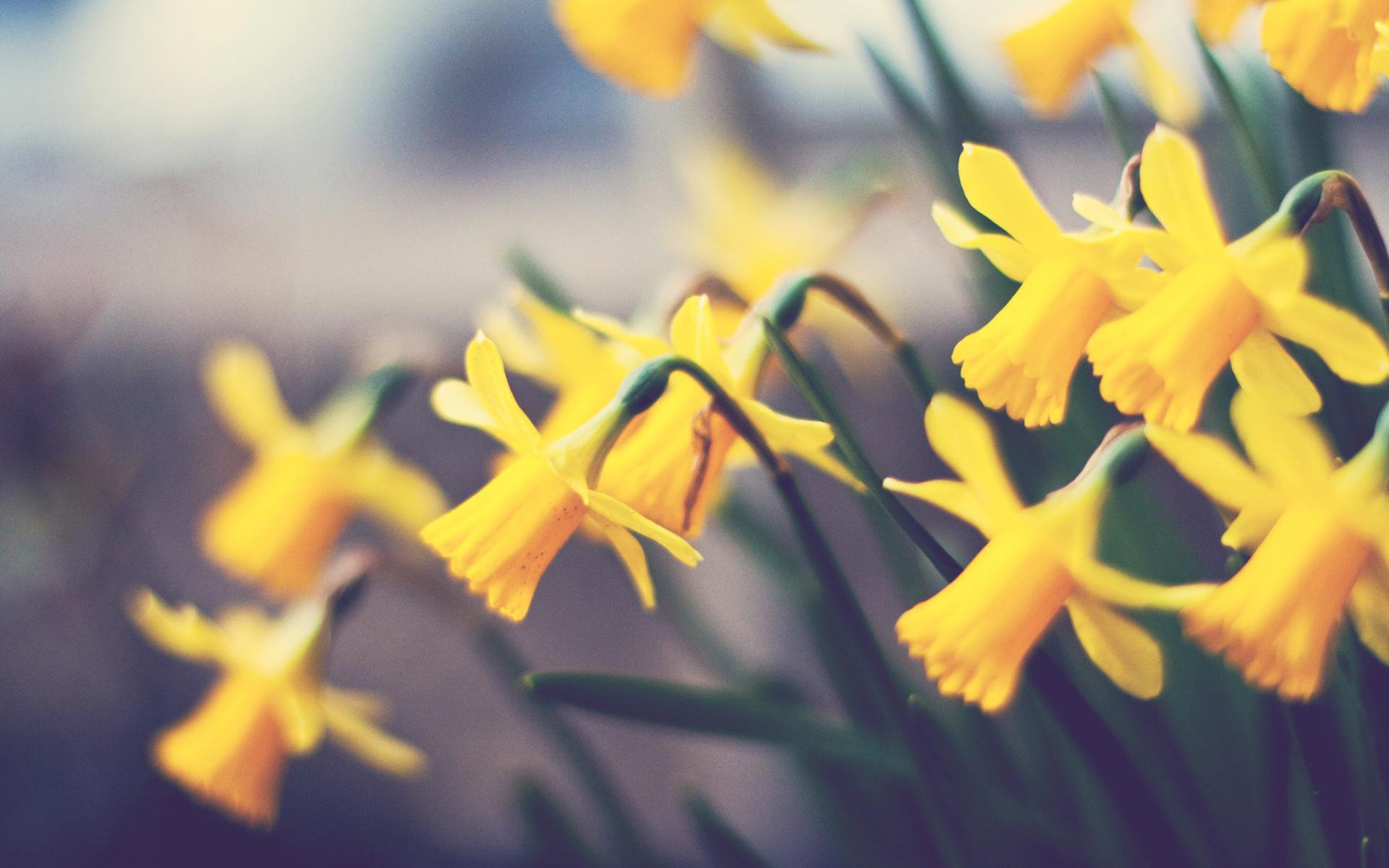 Baixar papel de parede para celular de Narcissus, Flor Amarela, Flores, Natureza, Flor, Terra/natureza gratuito.