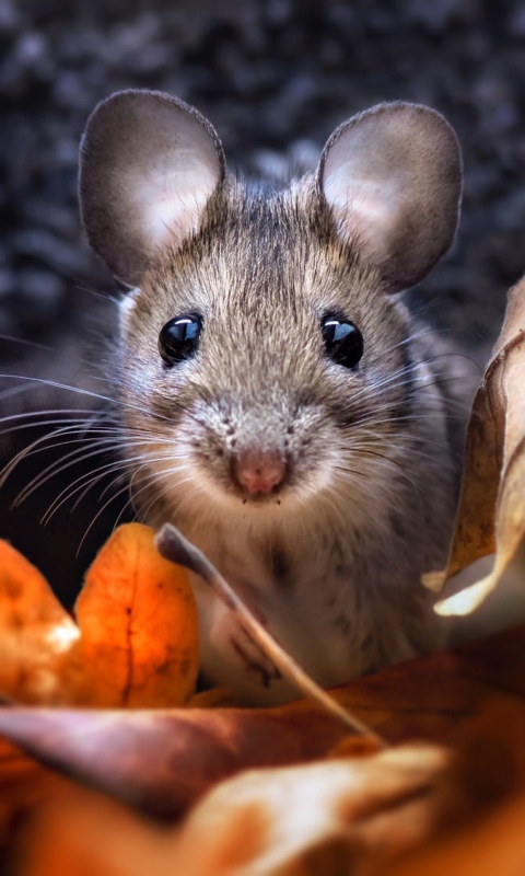 Download mobile wallpaper Fall, Animal, Mouse, Rodent for free.
