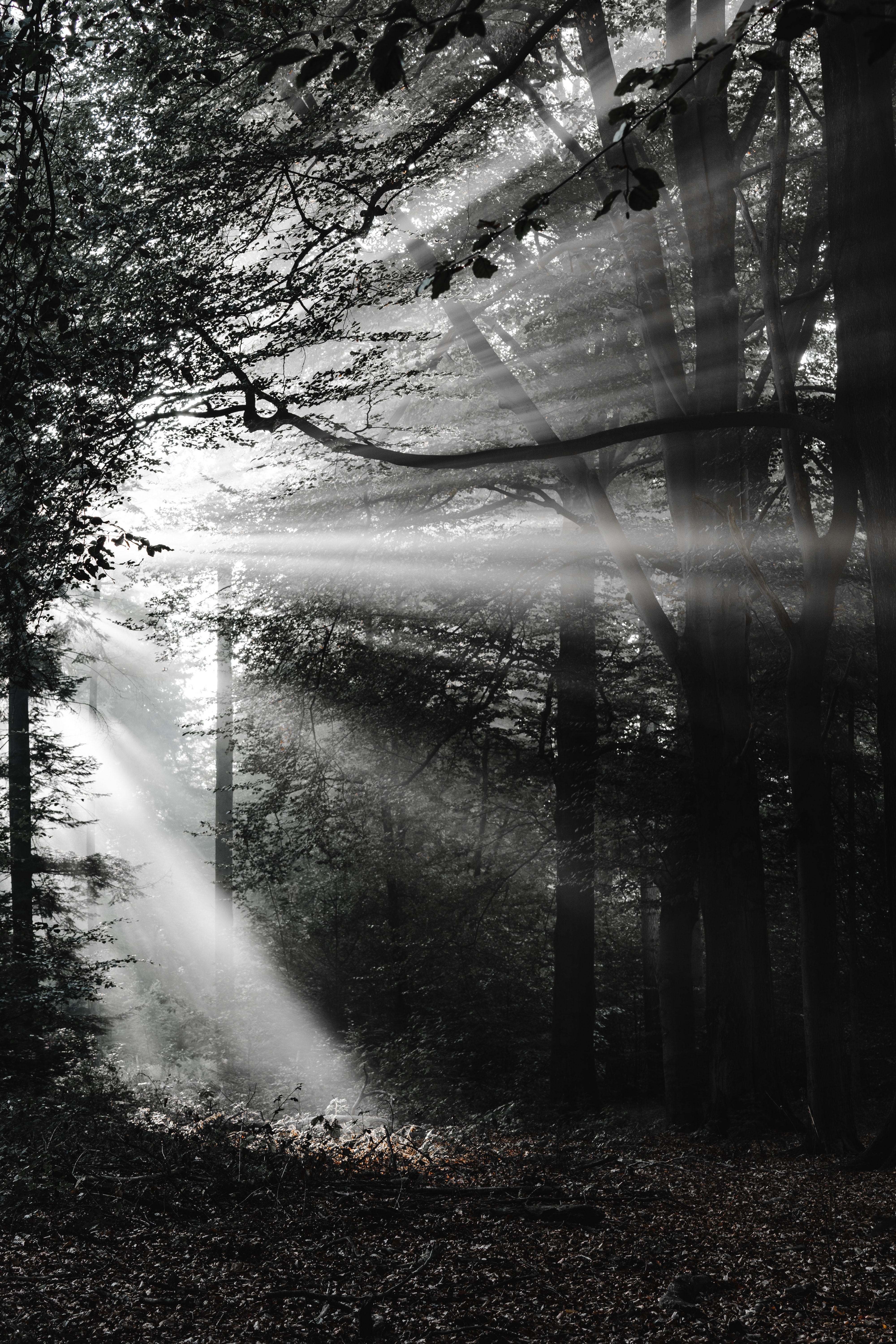 Free download wallpaper Beams, Rays, Forest, Bw, Chb, Nature on your PC desktop