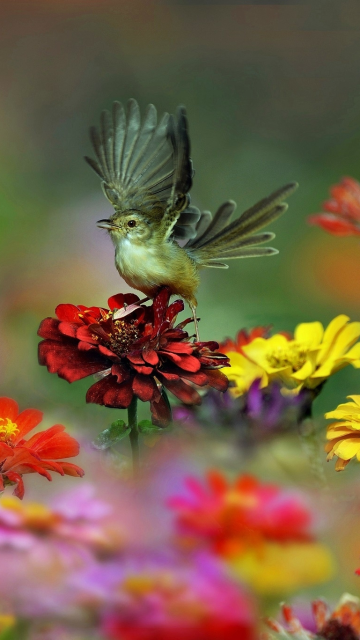 Download mobile wallpaper Birds, Flower, Bird, Animal, Yellow Flower, Red Flower for free.