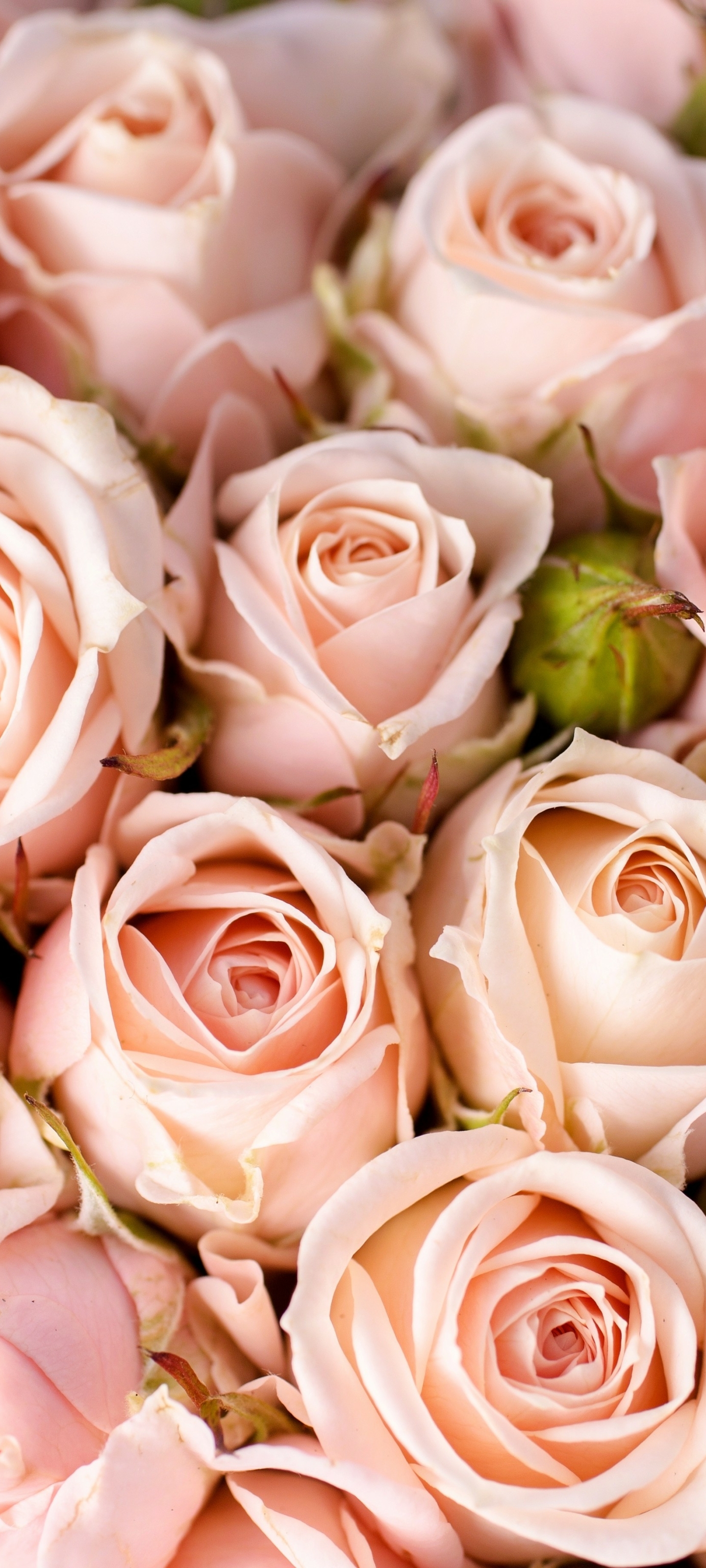 Скачати мобільні шпалери Роза, Земля, Впритул, Рожева Квітка, Рожева Троянда, Флауерзи безкоштовно.