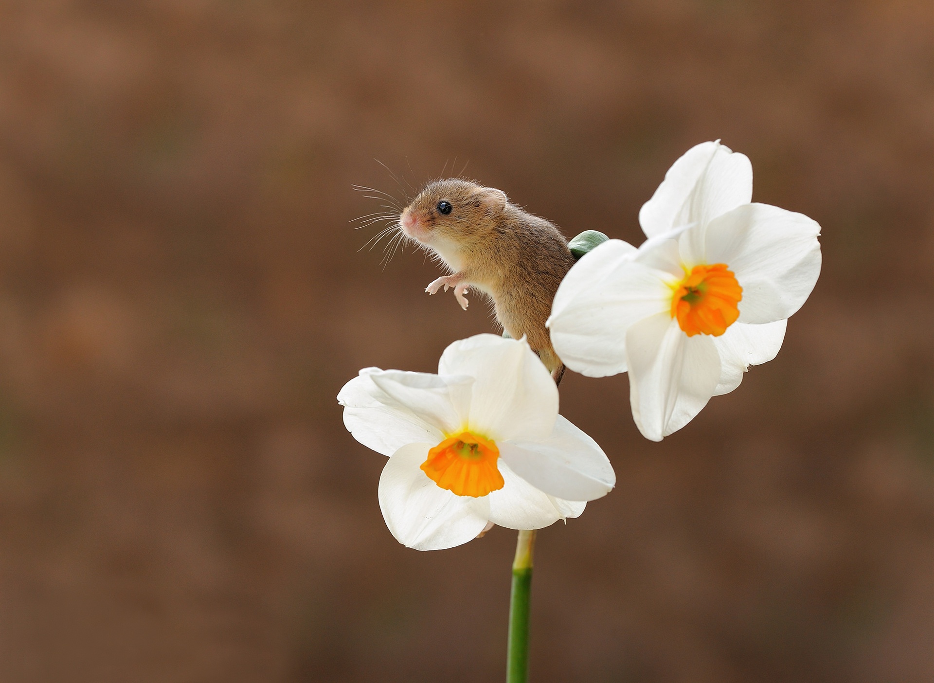 Download mobile wallpaper Flower, Animal, Mouse, Rodent, White Flower, Daffodil for free.