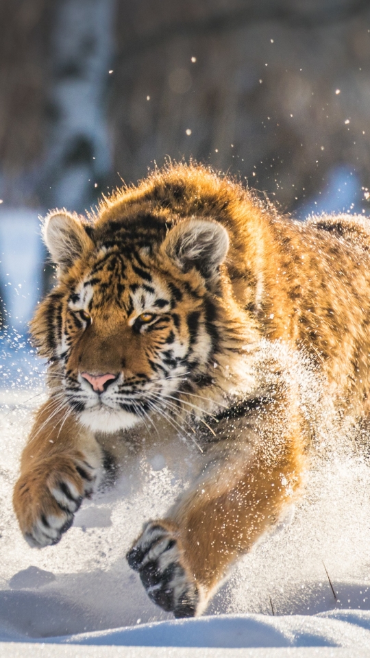 Download mobile wallpaper Winter, Cats, Snow, Tiger, Animal for free.