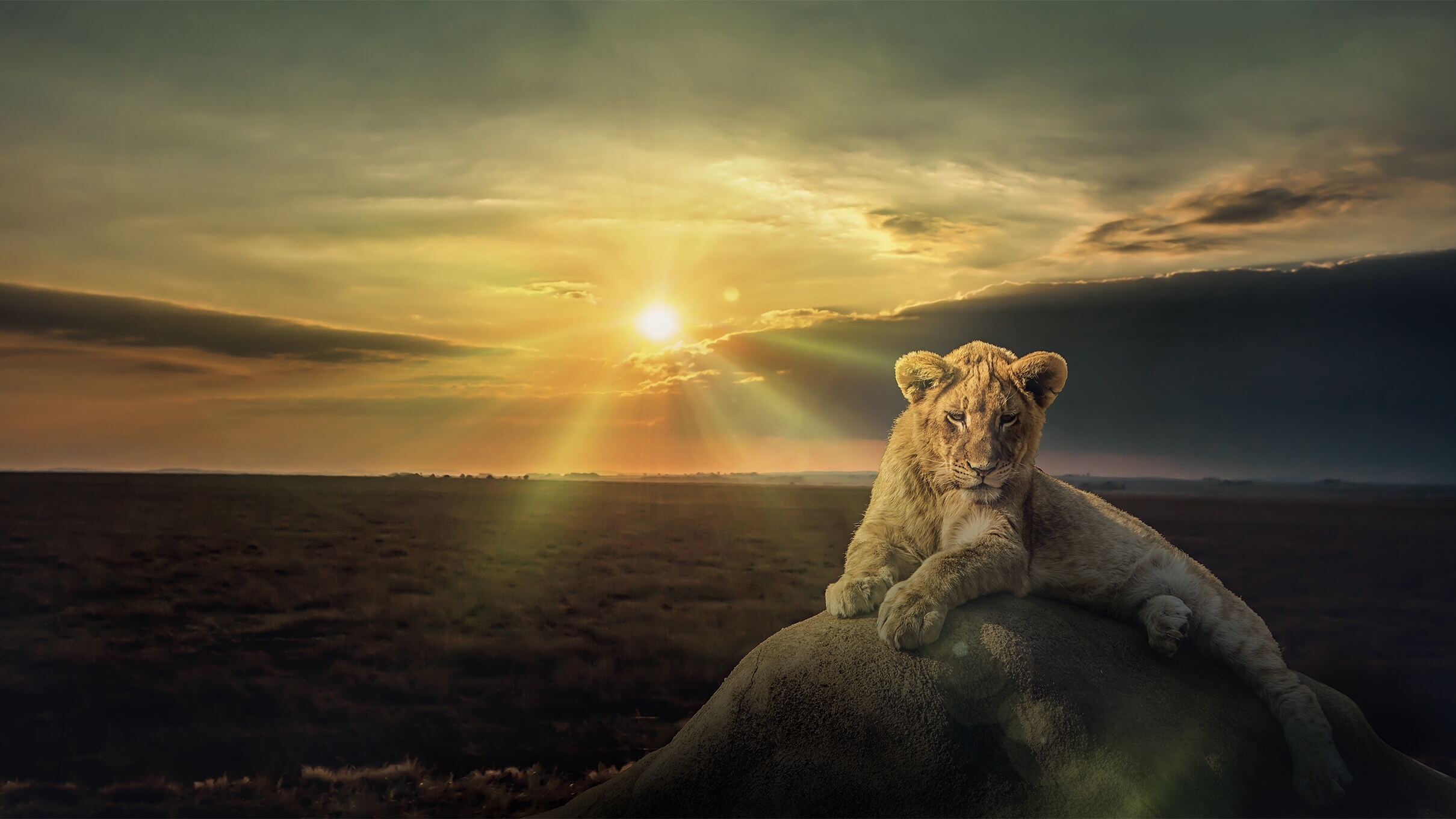 Download mobile wallpaper Cats, Sunset, Lion, Stone, Animal, Cub for free.