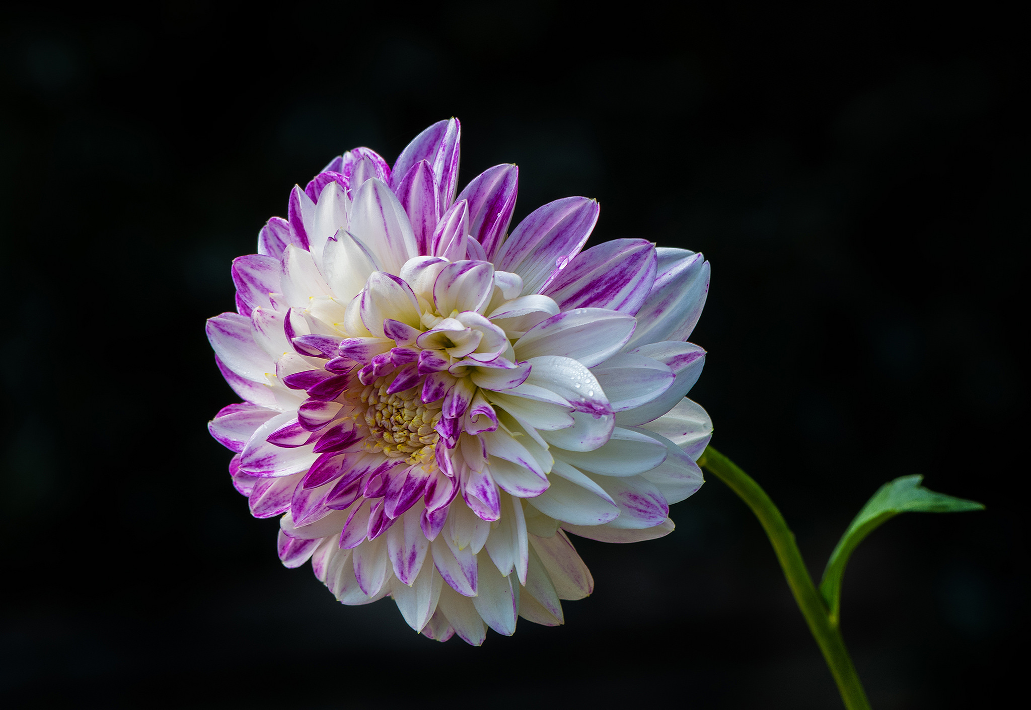 Descarga gratis la imagen Flores, Flor, Dalia, Flor Blanca, Tierra/naturaleza en el escritorio de tu PC