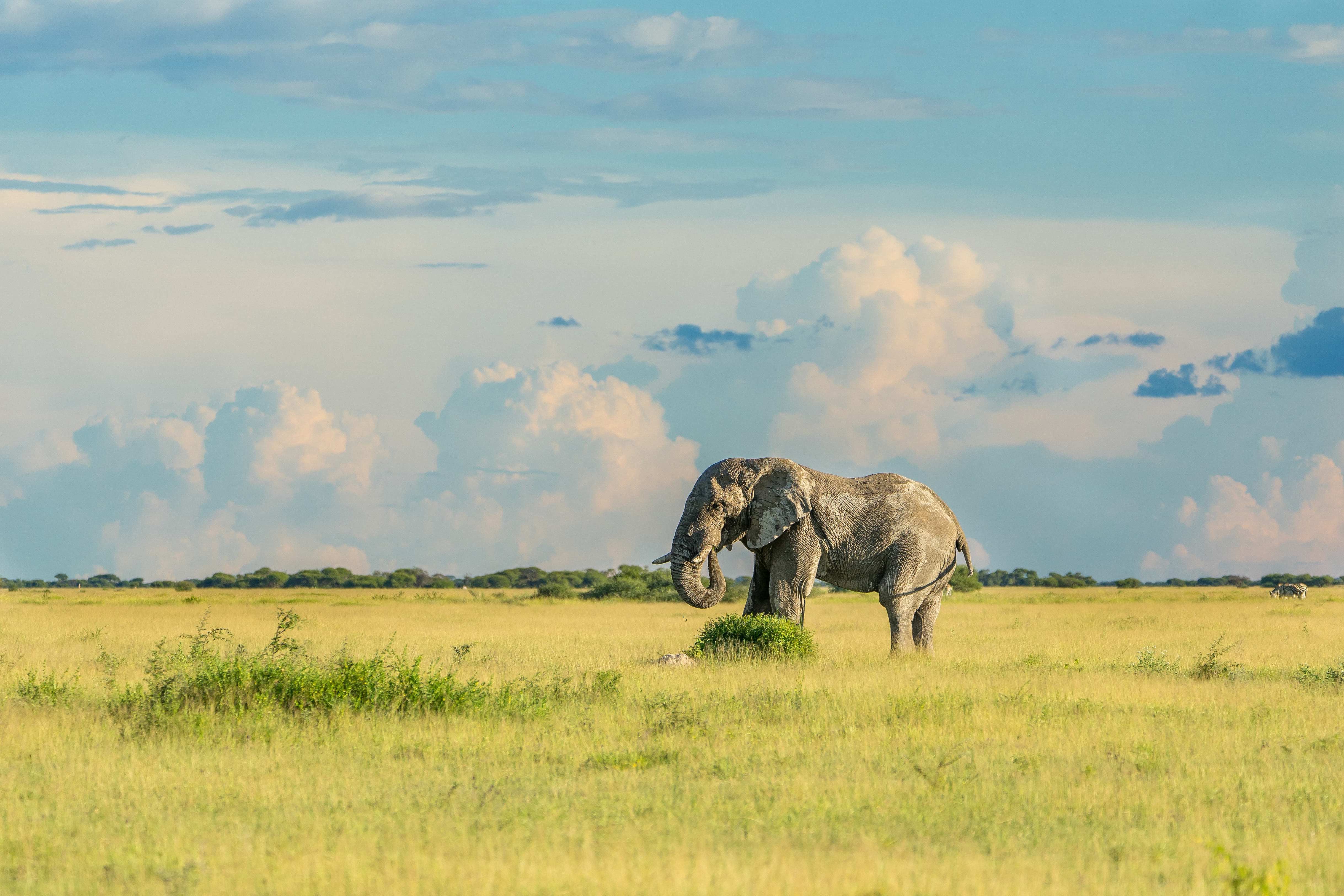 Handy-Wallpaper Tiere, Elefanten, Afrikanischer Elefant, Savanne kostenlos herunterladen.