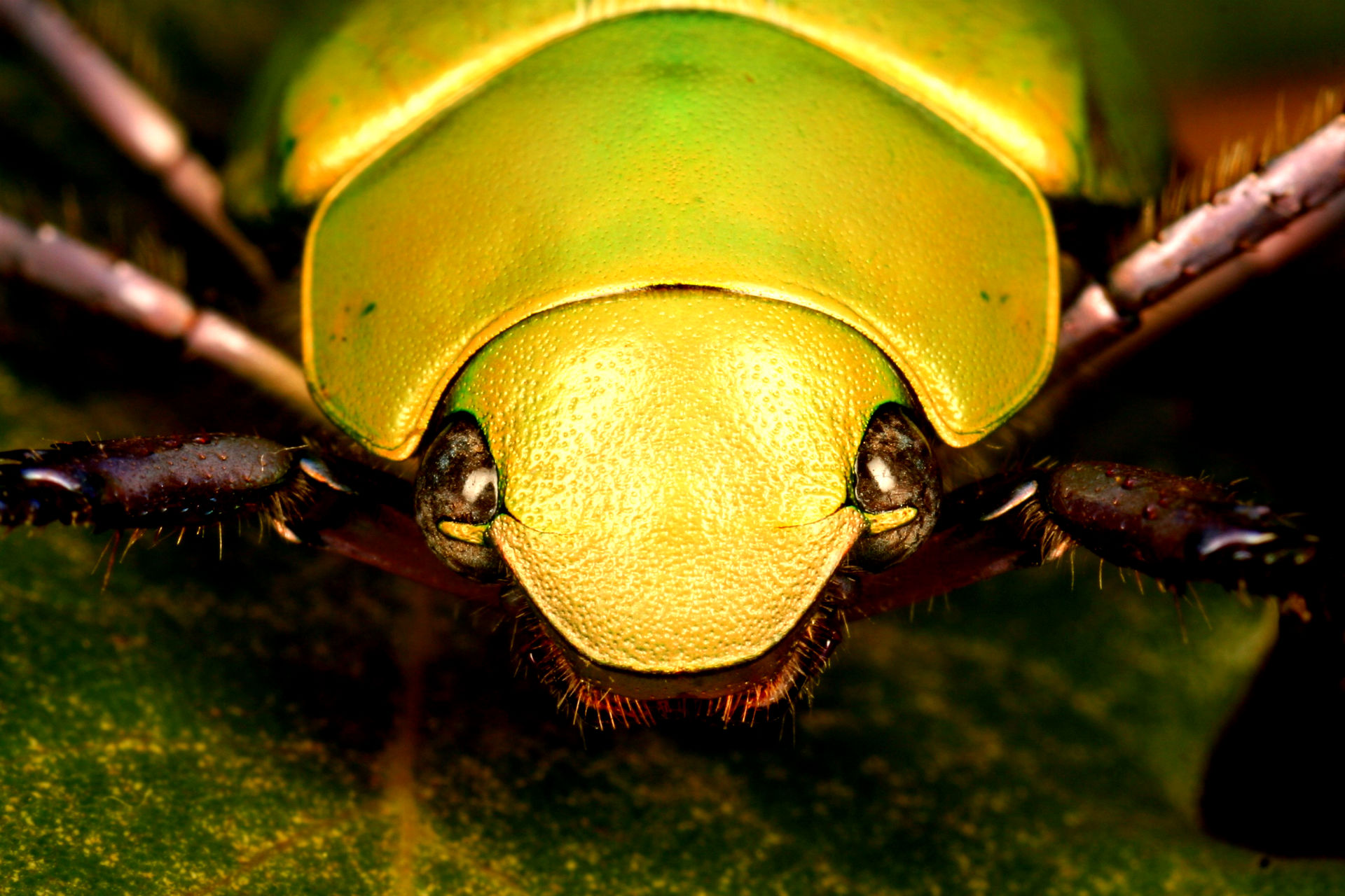 Téléchargez des papiers peints mobile Animaux, Insecte gratuitement.