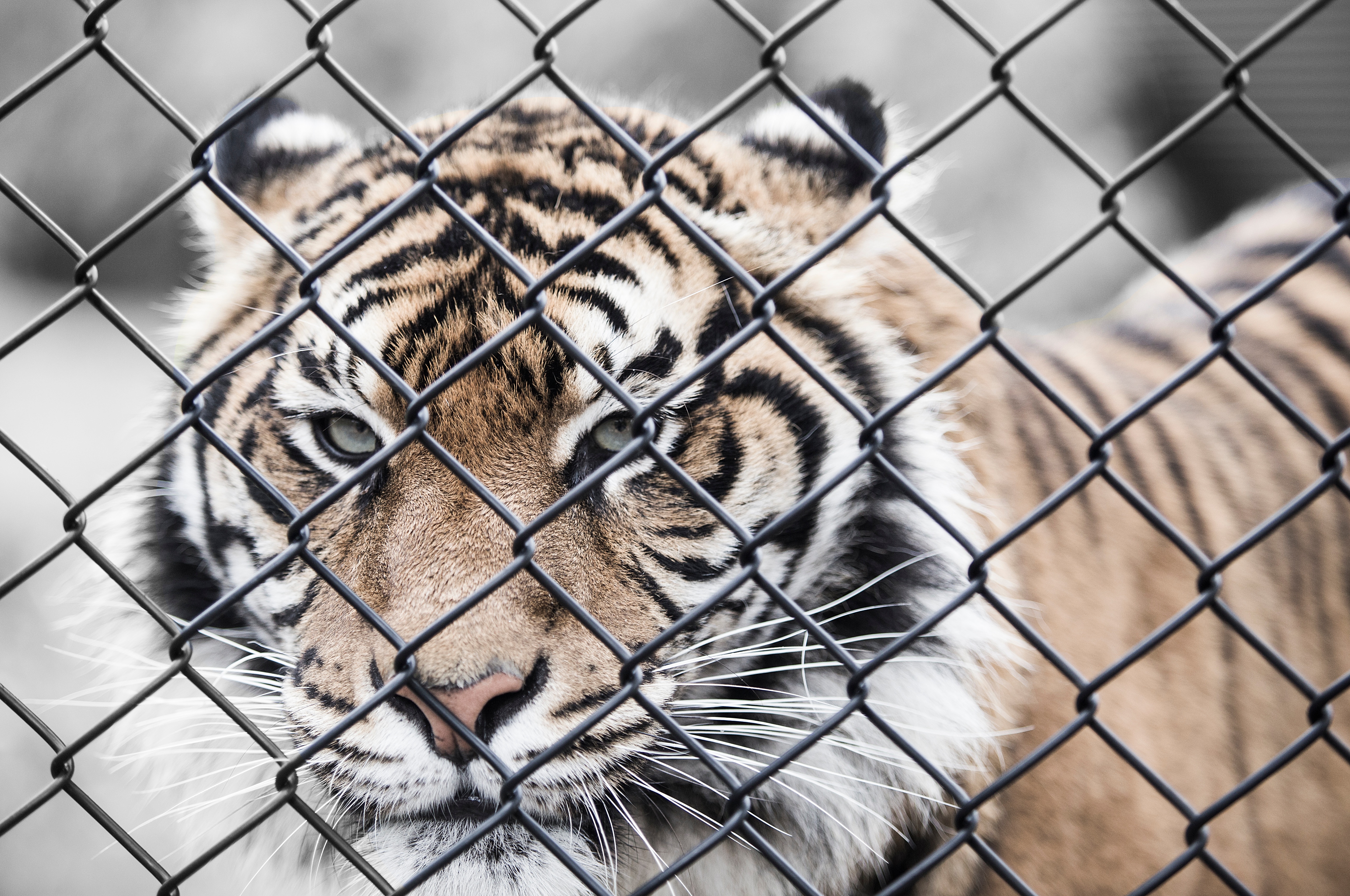 Free download wallpaper Muzzle, Fence, Animals, Tiger, Grid on your PC desktop