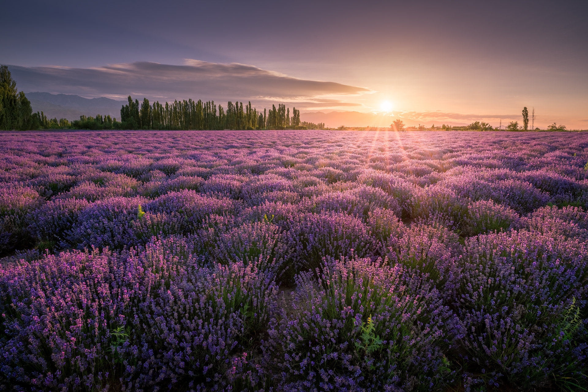 Laden Sie das Blumen, Lavendel, Lila Blume, Erde/natur-Bild kostenlos auf Ihren PC-Desktop herunter