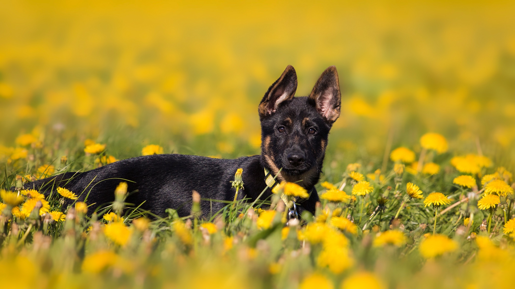 Download mobile wallpaper Dogs, Dog, Animal, Puppy, Dandelion, German Shepherd, Yellow Flower, Baby Animal for free.