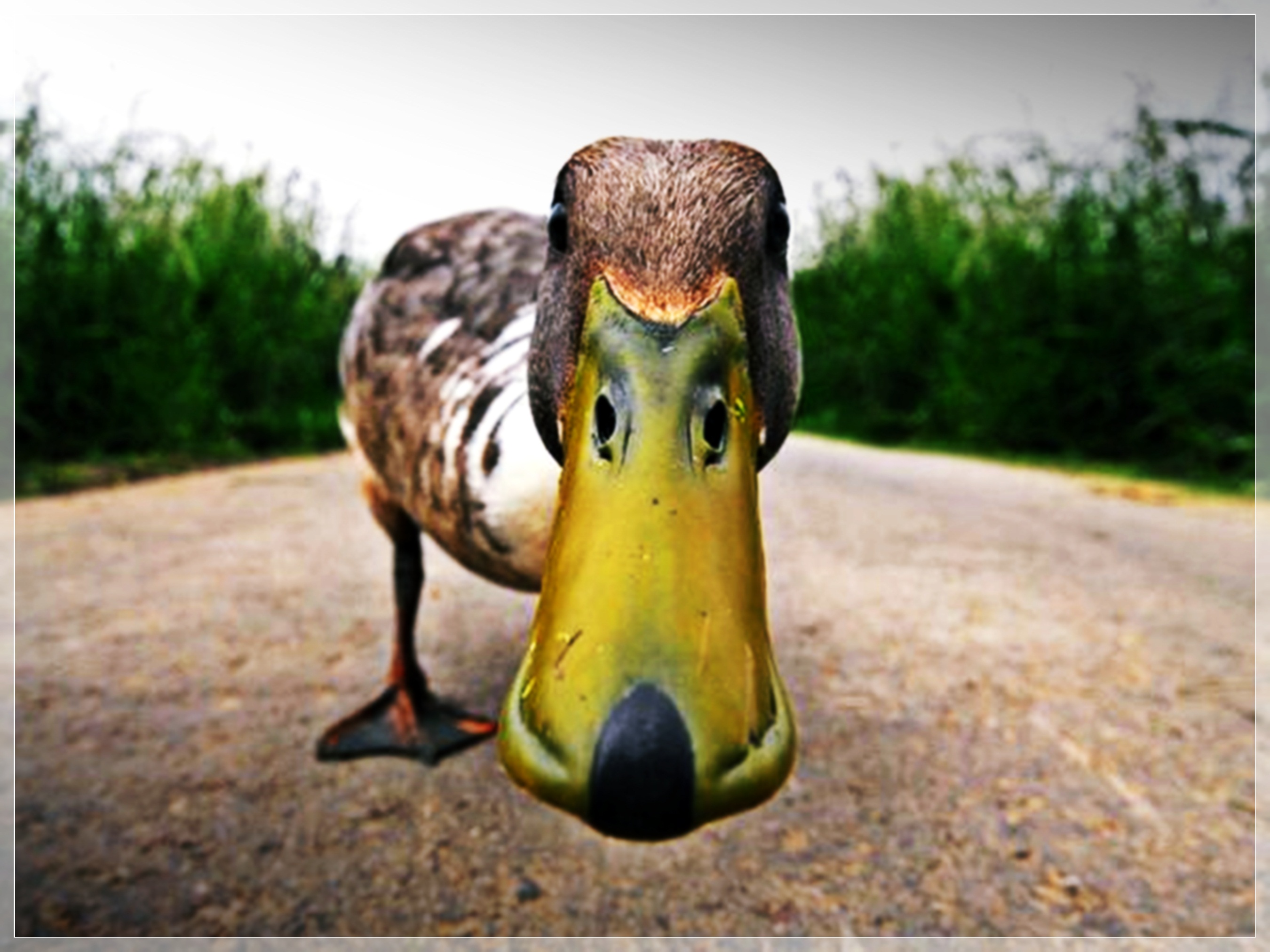 Download mobile wallpaper Duck, Humor, Bird, Birds, Animal for free.