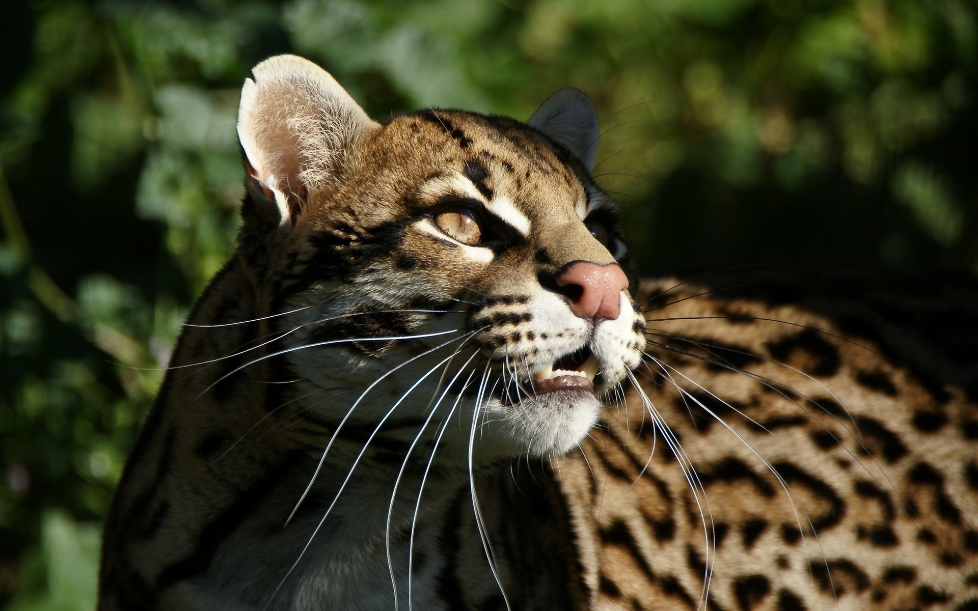 40011 baixar imagens animais, leopards - papéis de parede e protetores de tela gratuitamente