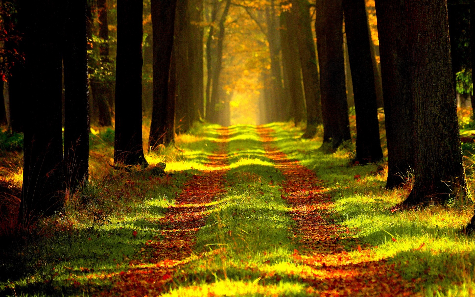 Download mobile wallpaper Grass, Forest, Tree, Fall, Earth, Path for free.